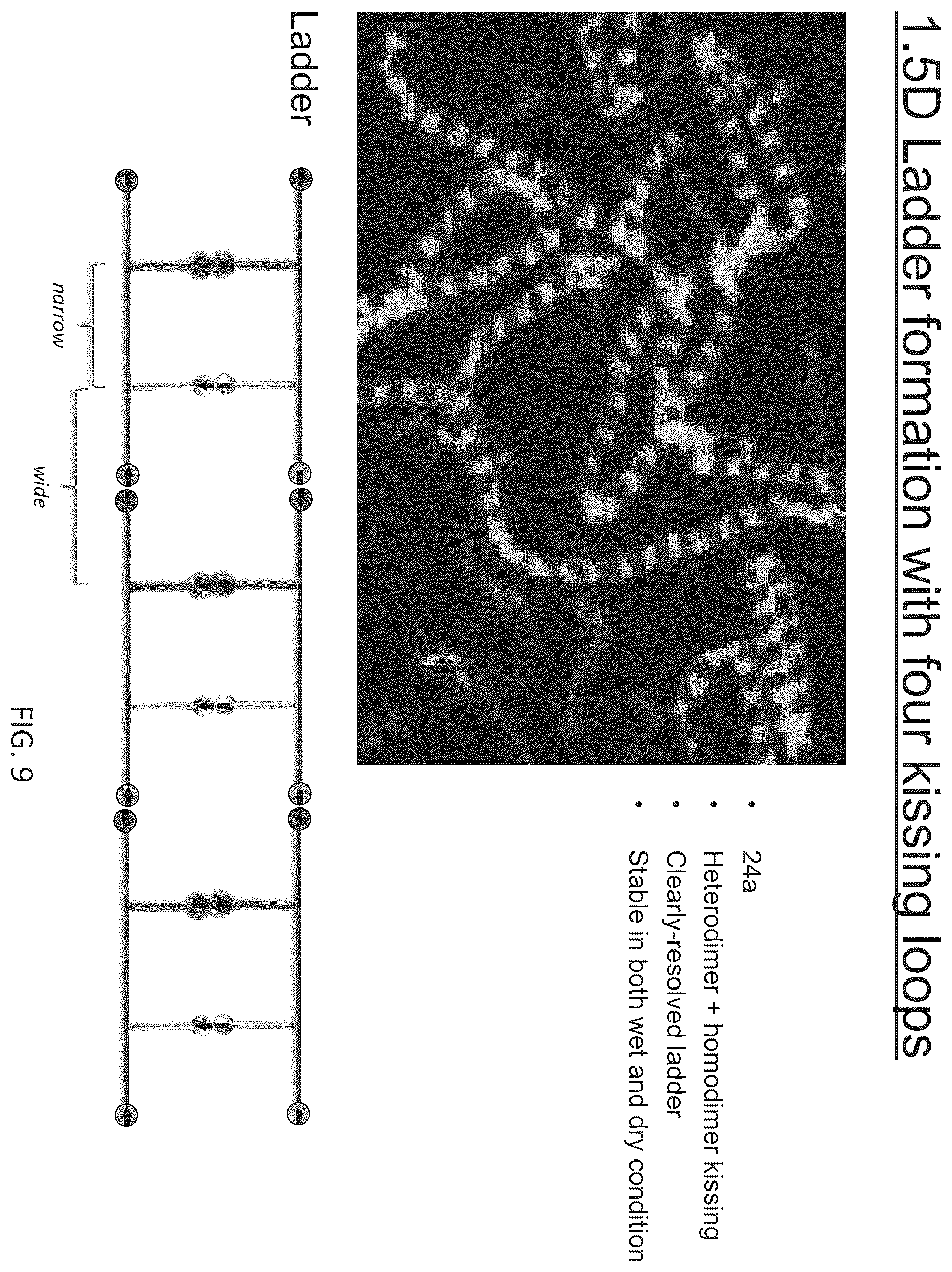 Patent US12410433 Figure 13 – Building designer RNA nano-structures for synthetic biology applications