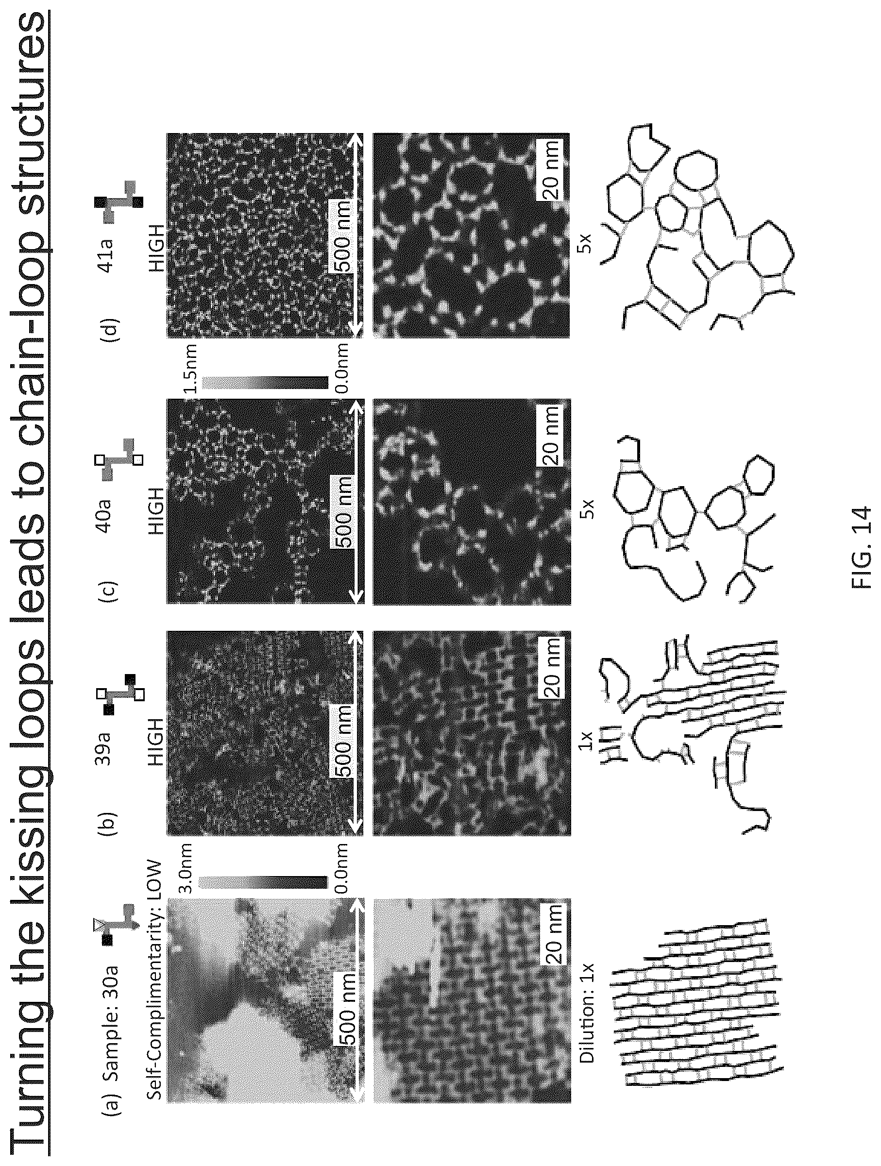 Patent US12410433 Figure 19 – Building designer RNA nano-structures for synthetic biology applications
