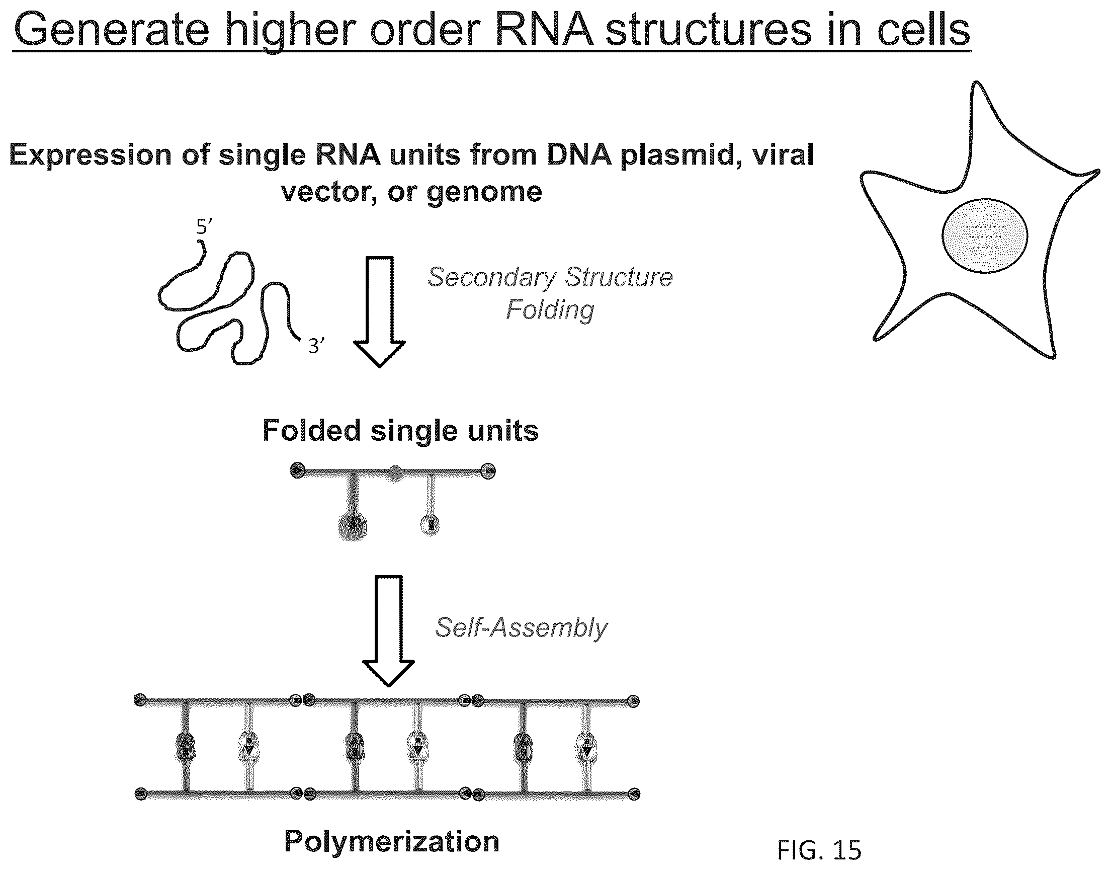 Patent US12410433 Figure 20 – Building designer RNA nano-structures for synthetic biology applications