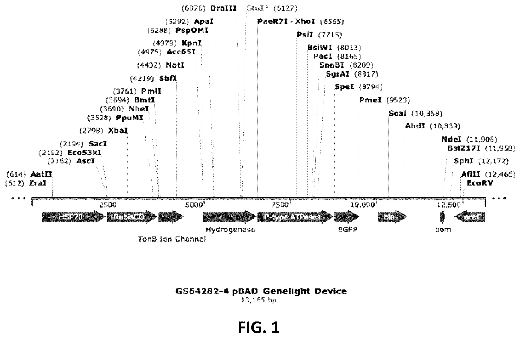 Patent US12410434 Figure 1 – Genelight cultures and extracts and applications thereof