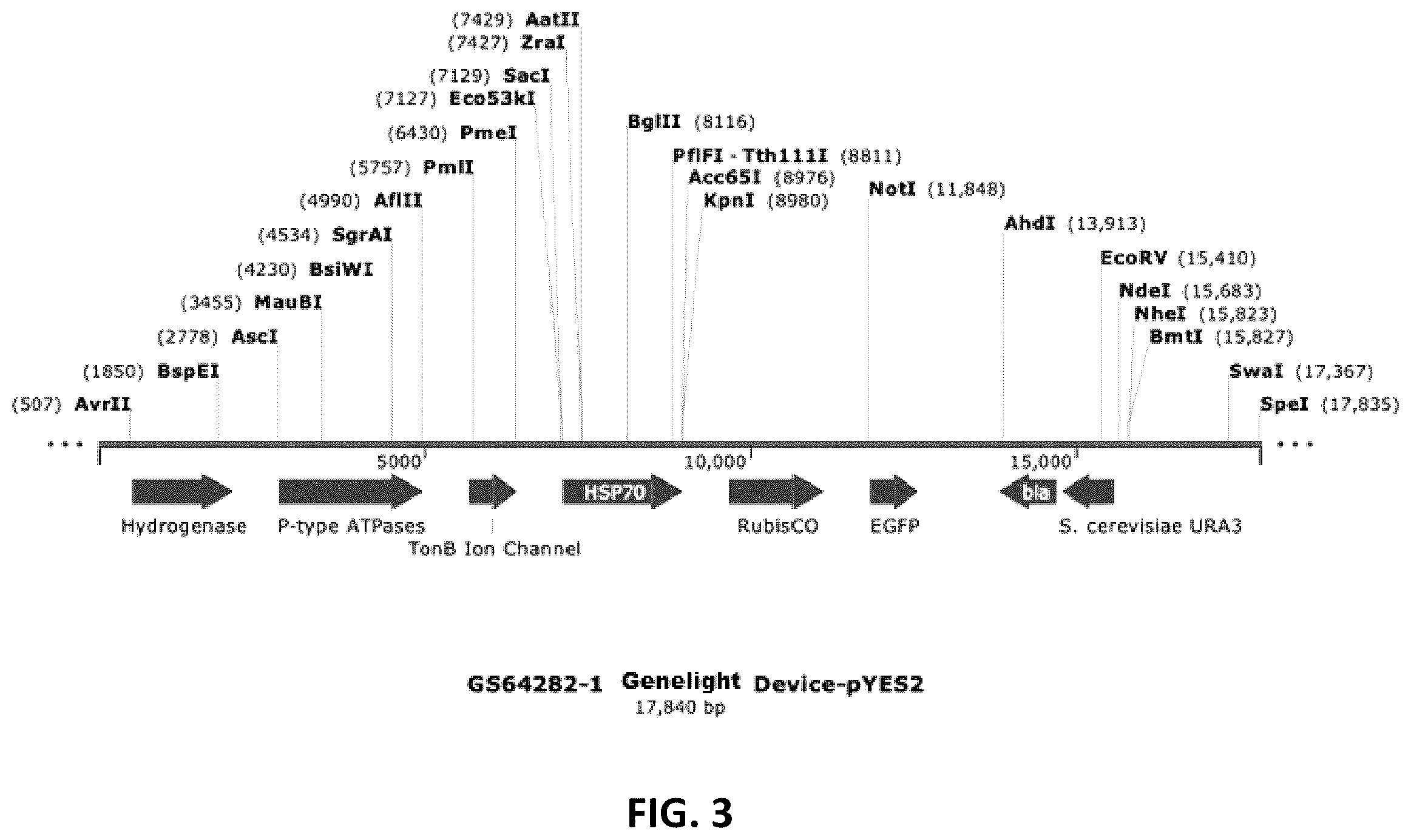 Patent US12410434 Figure 3 – Genelight cultures and extracts and applications thereof