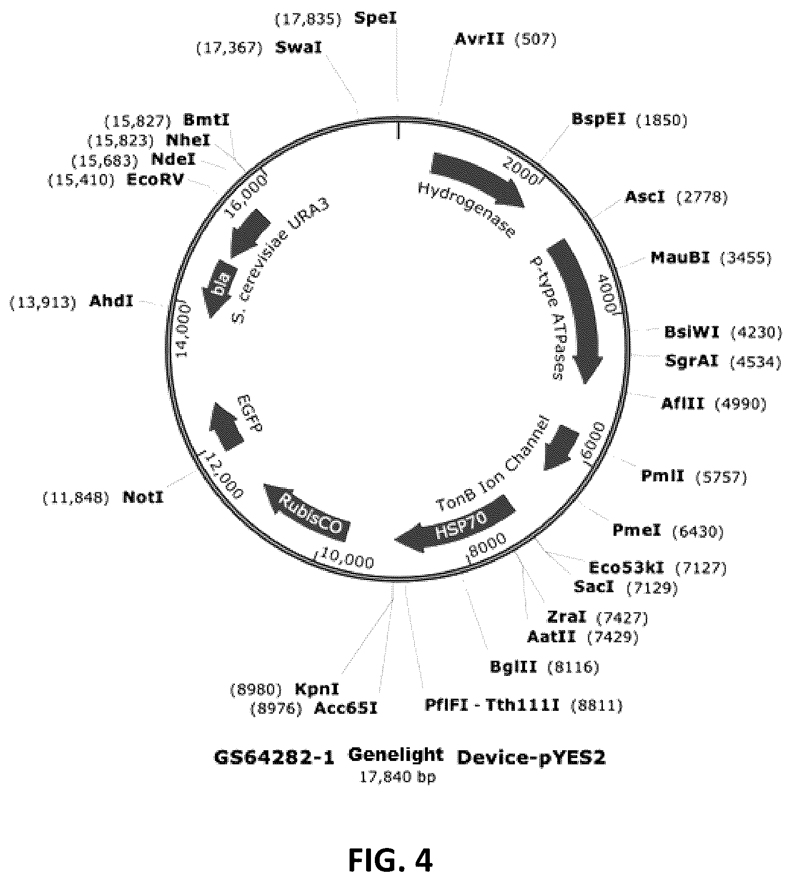 Patent US12410434 Figure 4 – Genelight cultures and extracts and applications thereof