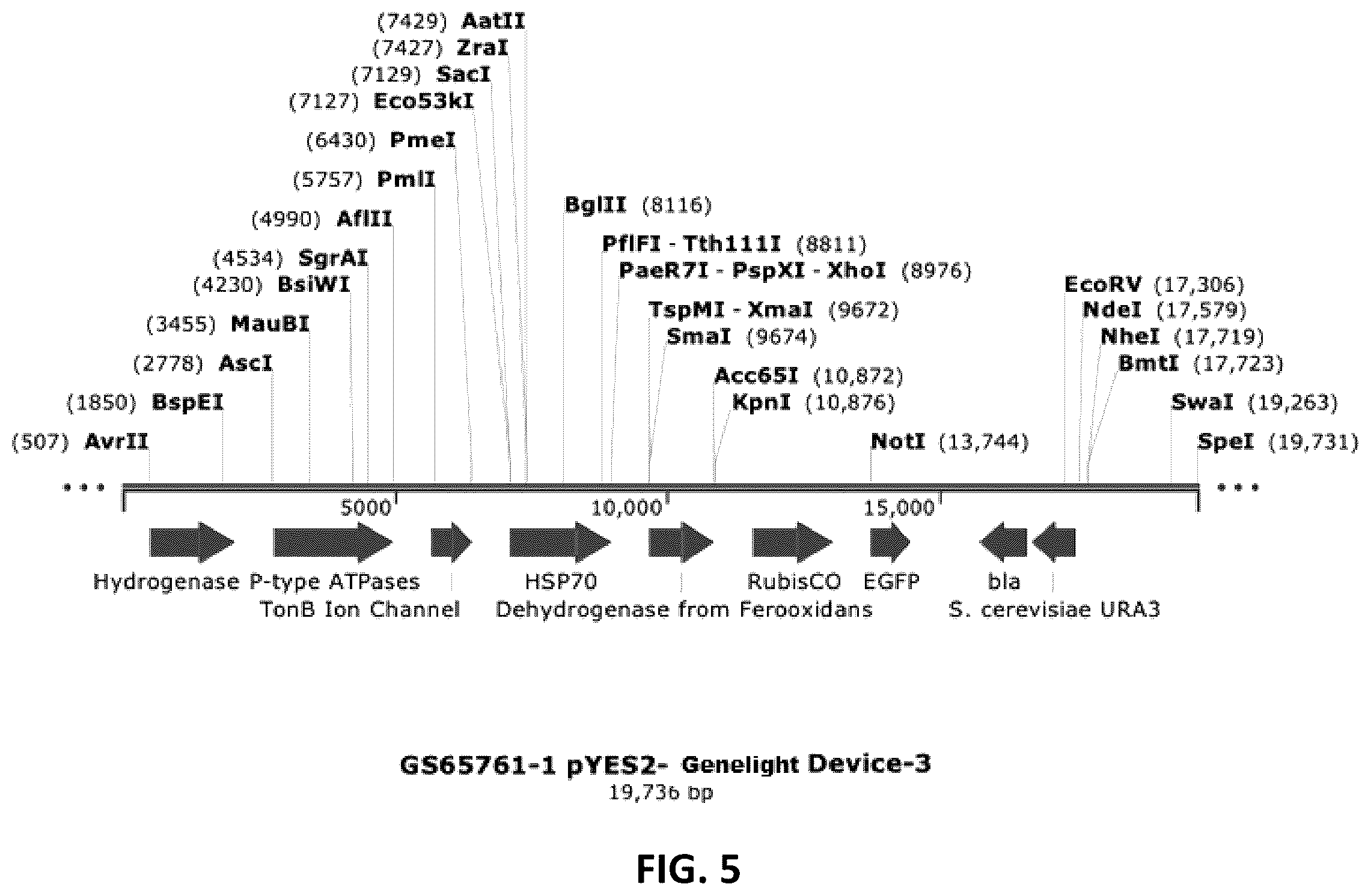 Patent US12410434 Figure 5 – Genelight cultures and extracts and applications thereof