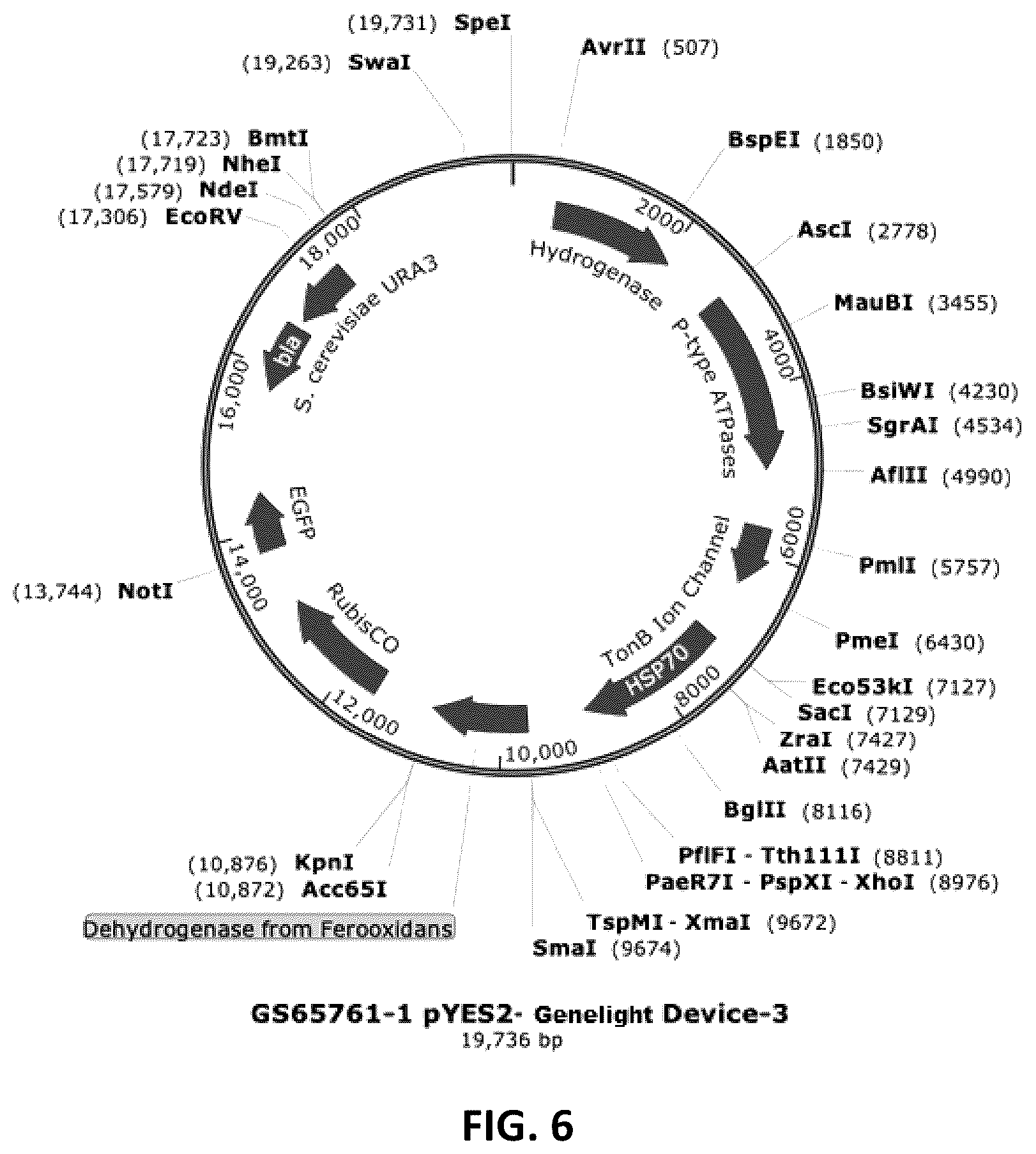Patent US12410434 Figure 6 – Genelight cultures and extracts and applications thereof