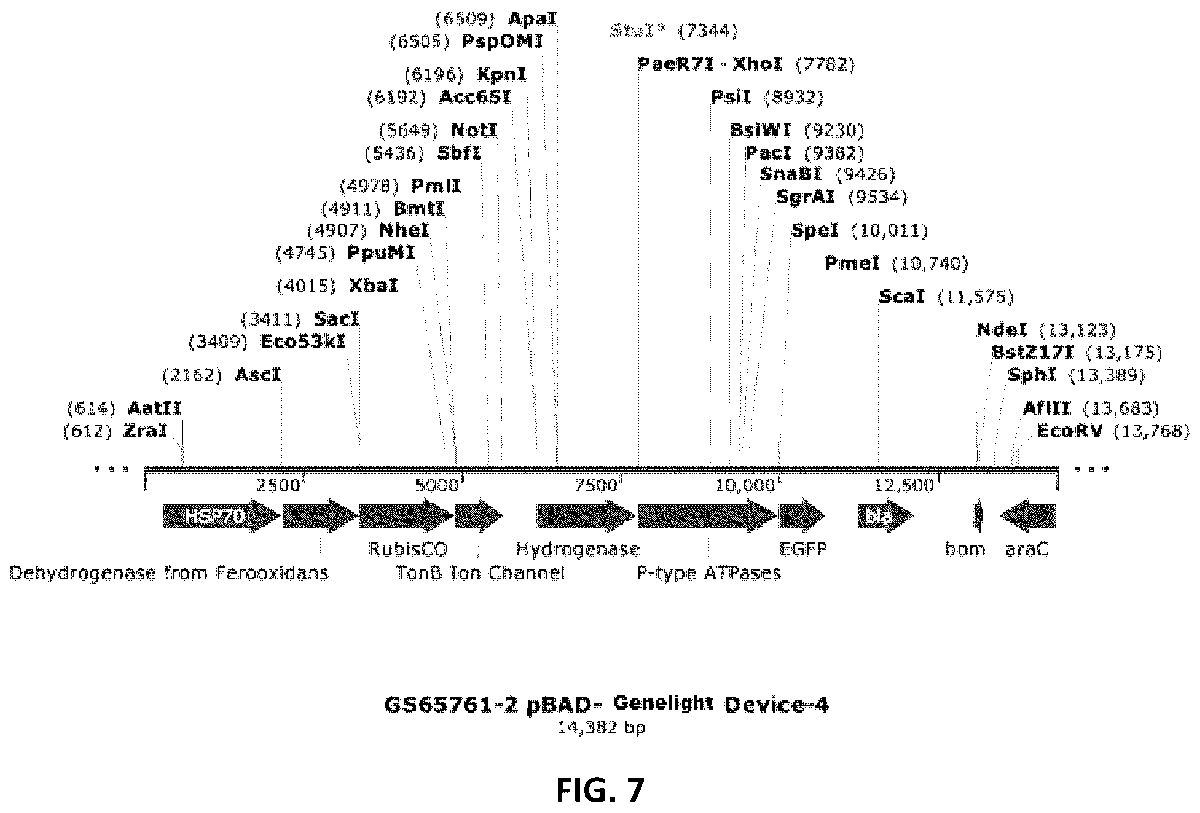Patent US12410434 Figure 7 – Genelight cultures and extracts and applications thereof