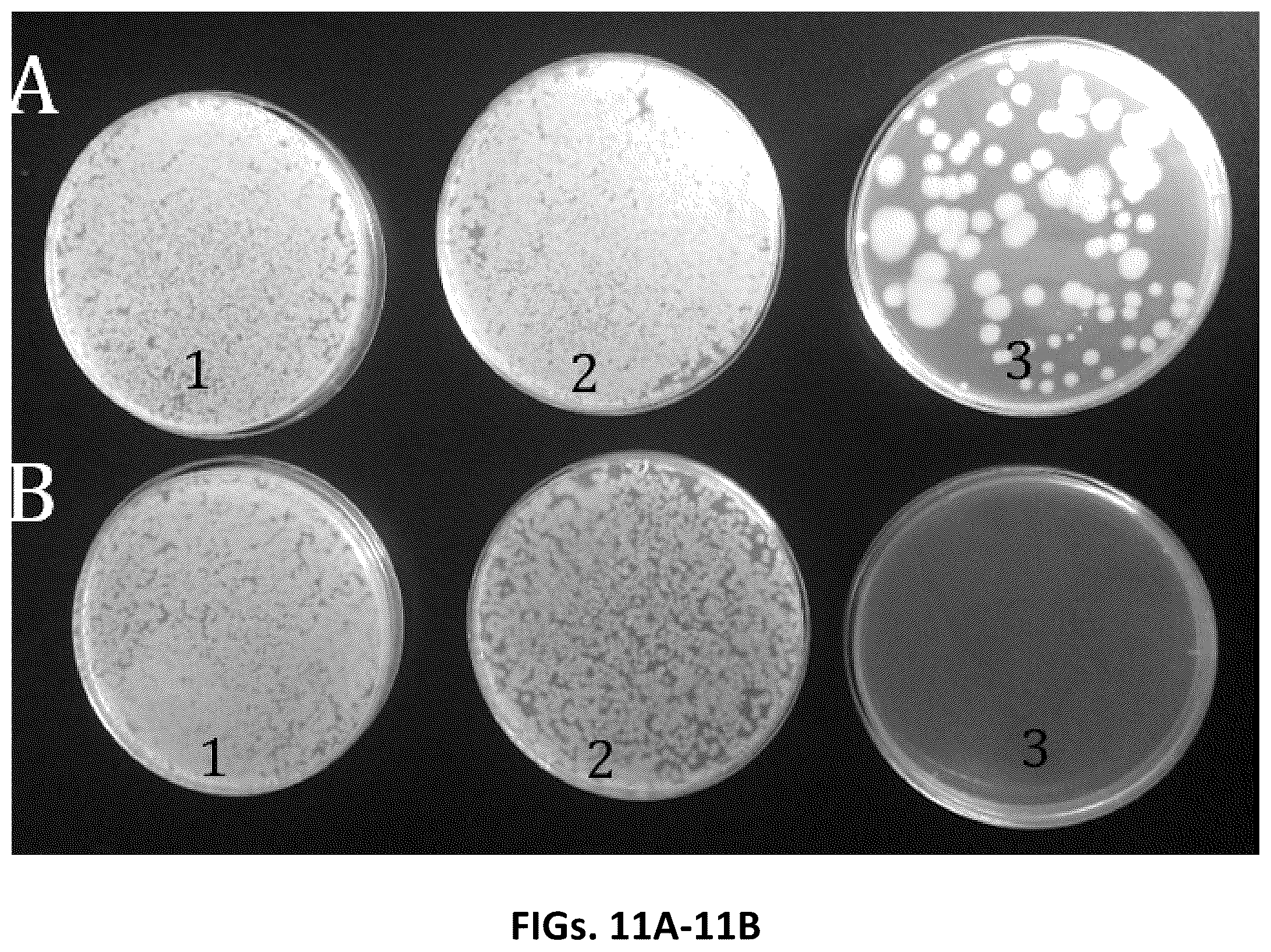 Patent US12410434 Figure 11 – Genelight cultures and extracts and applications thereof