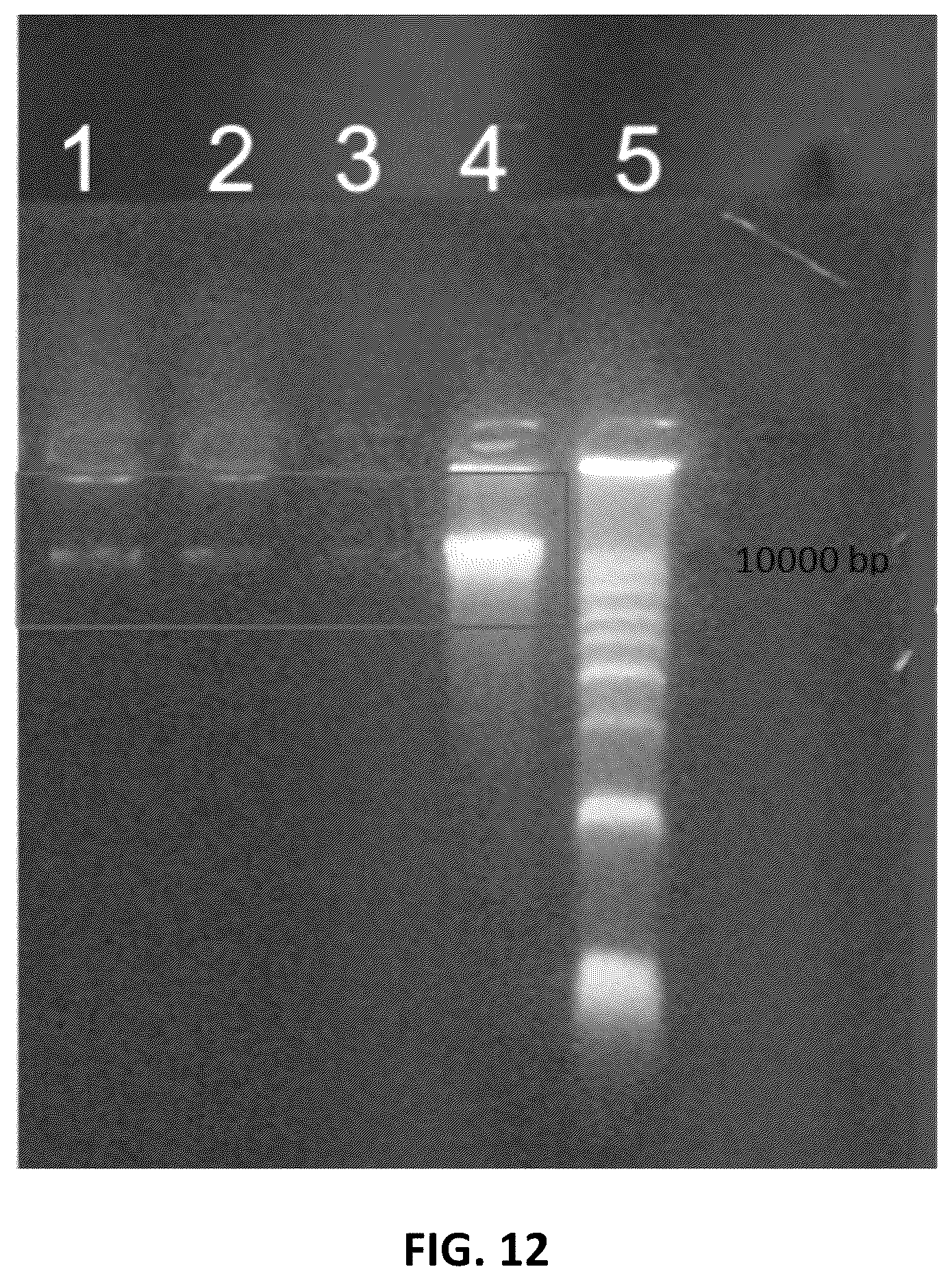 Patent US12410434 Figure 12 – Genelight cultures and extracts and applications thereof