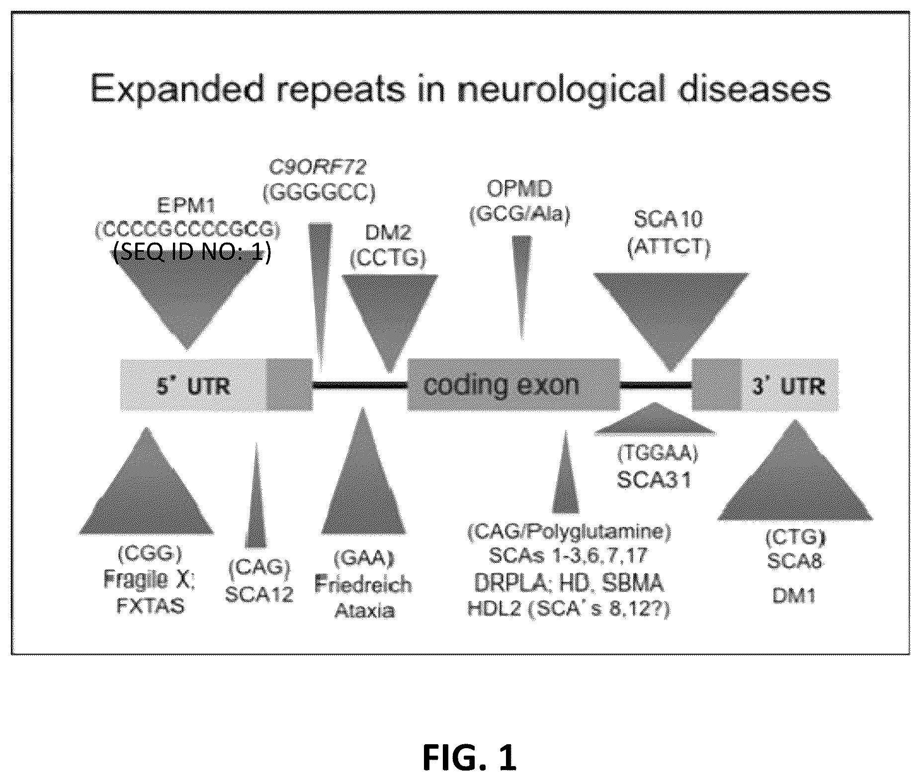 Patent US12410435 — Compositions and methods of use of CRISPR-Cas systems in nucleotide repeat disorders — Figure 1
