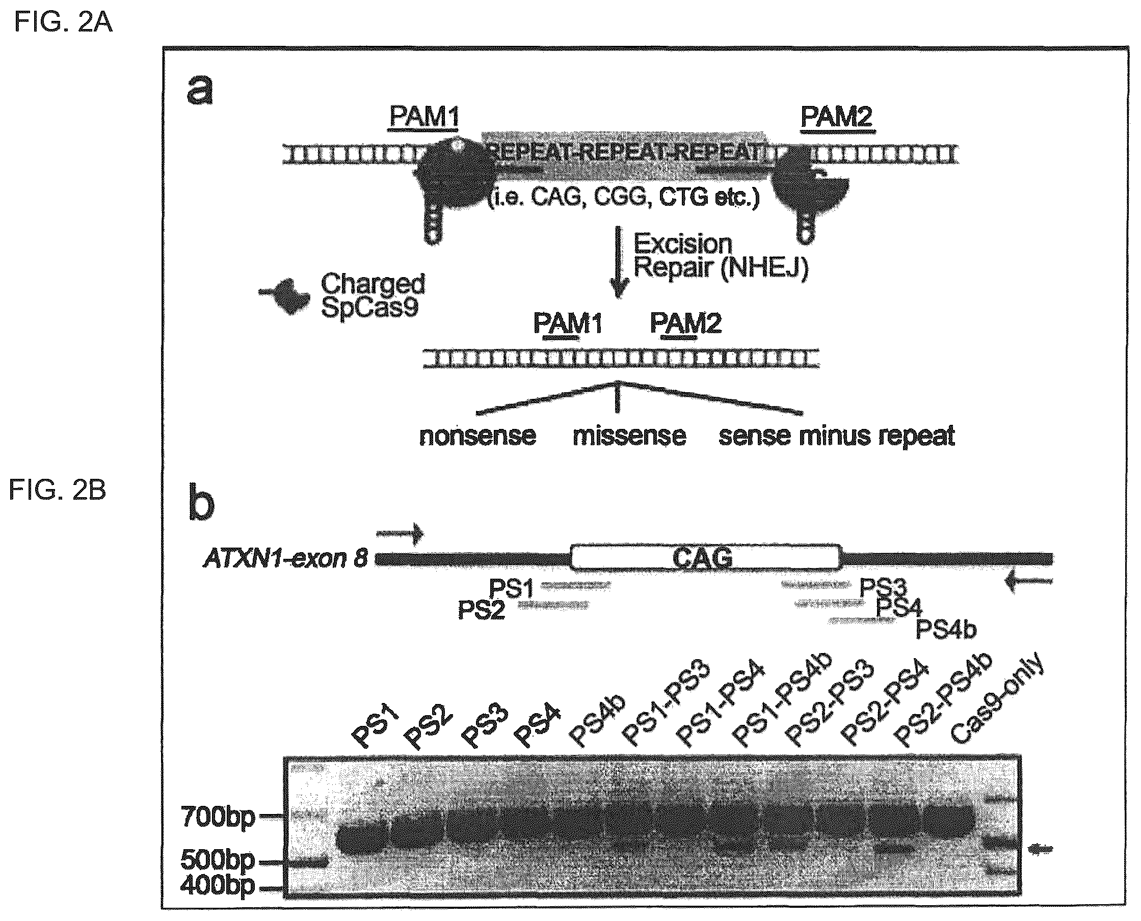 Patent US12410435 Figure 2 – Compositions and methods of use of CRISPR-Cas systems in nucleotide repeat disorders