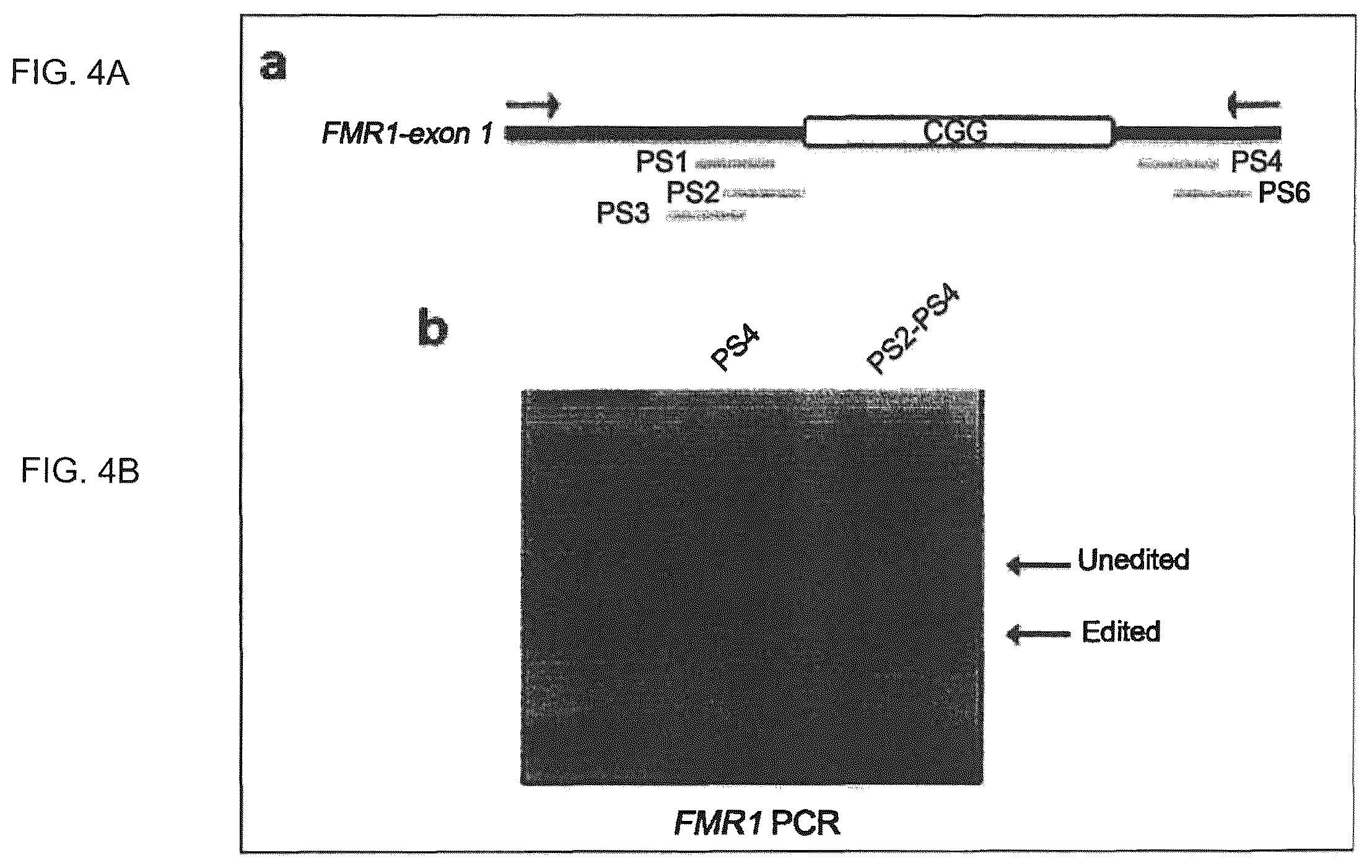 Patent US12410435 Figure 4 – Compositions and methods of use of CRISPR-Cas systems in nucleotide repeat disorders