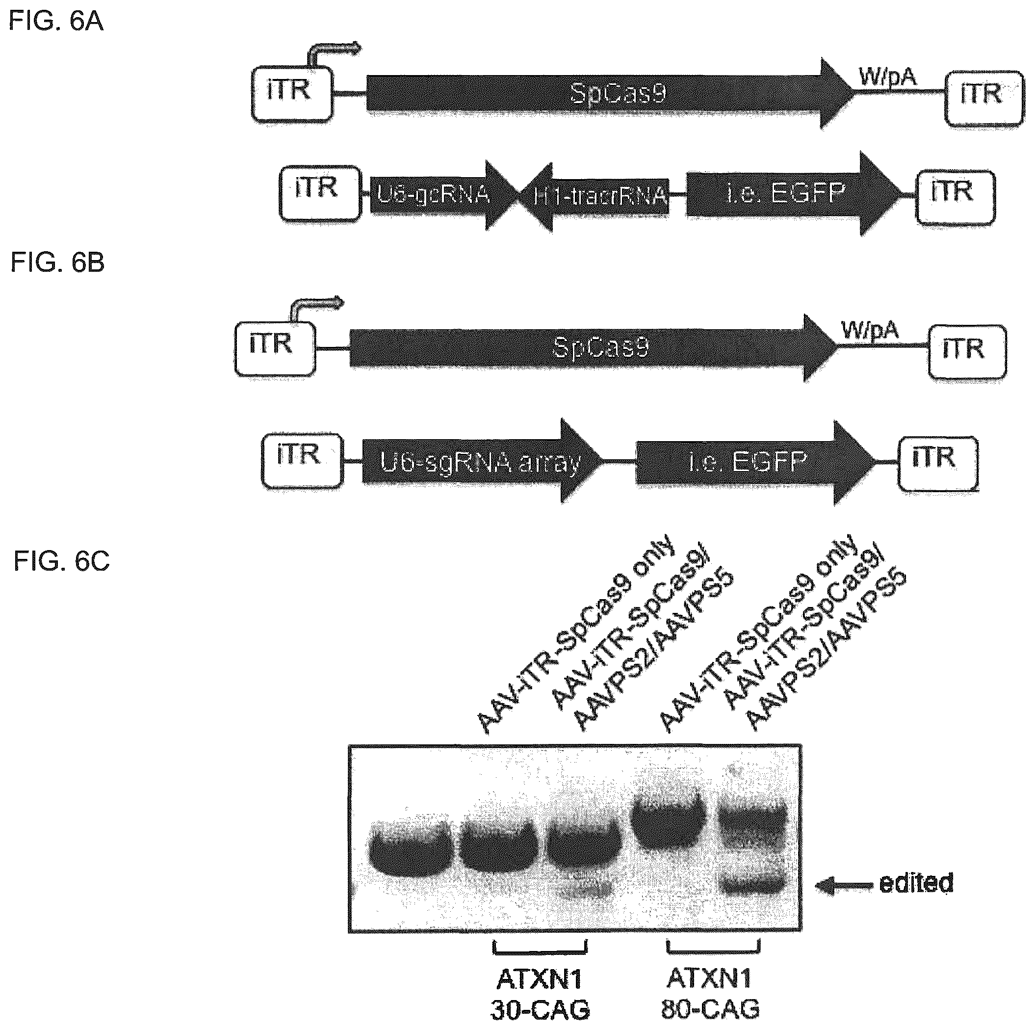 Patent US12410435 Figure 6 – Compositions and methods of use of CRISPR-Cas systems in nucleotide repeat disorders