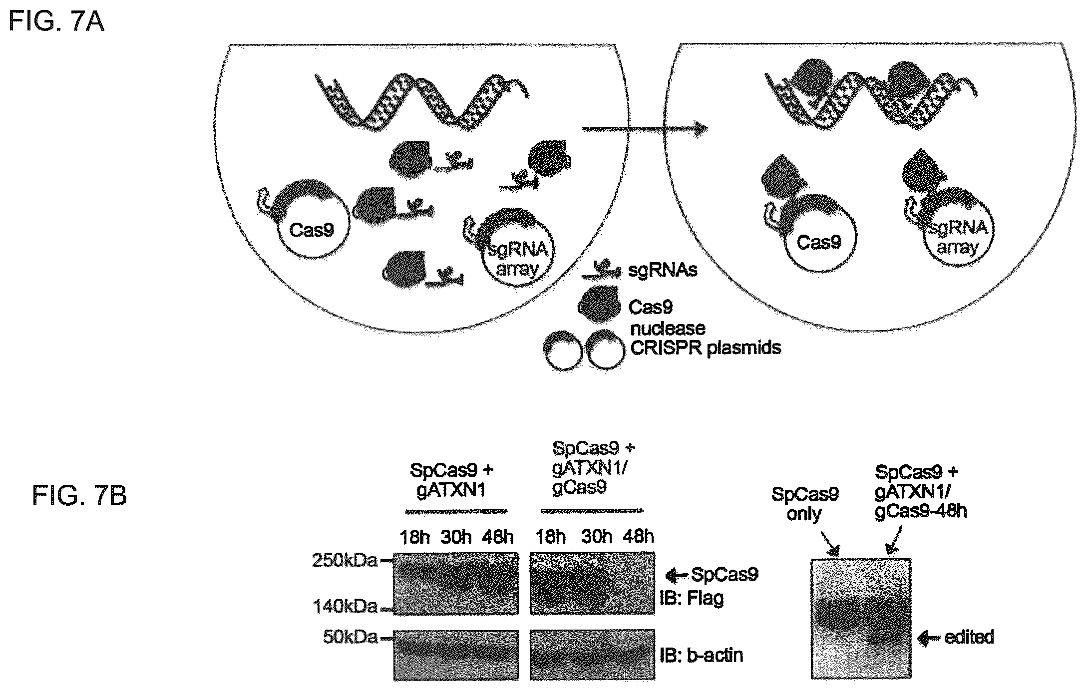 Patent US12410435 Figure 7 – Compositions and methods of use of CRISPR-Cas systems in nucleotide repeat disorders