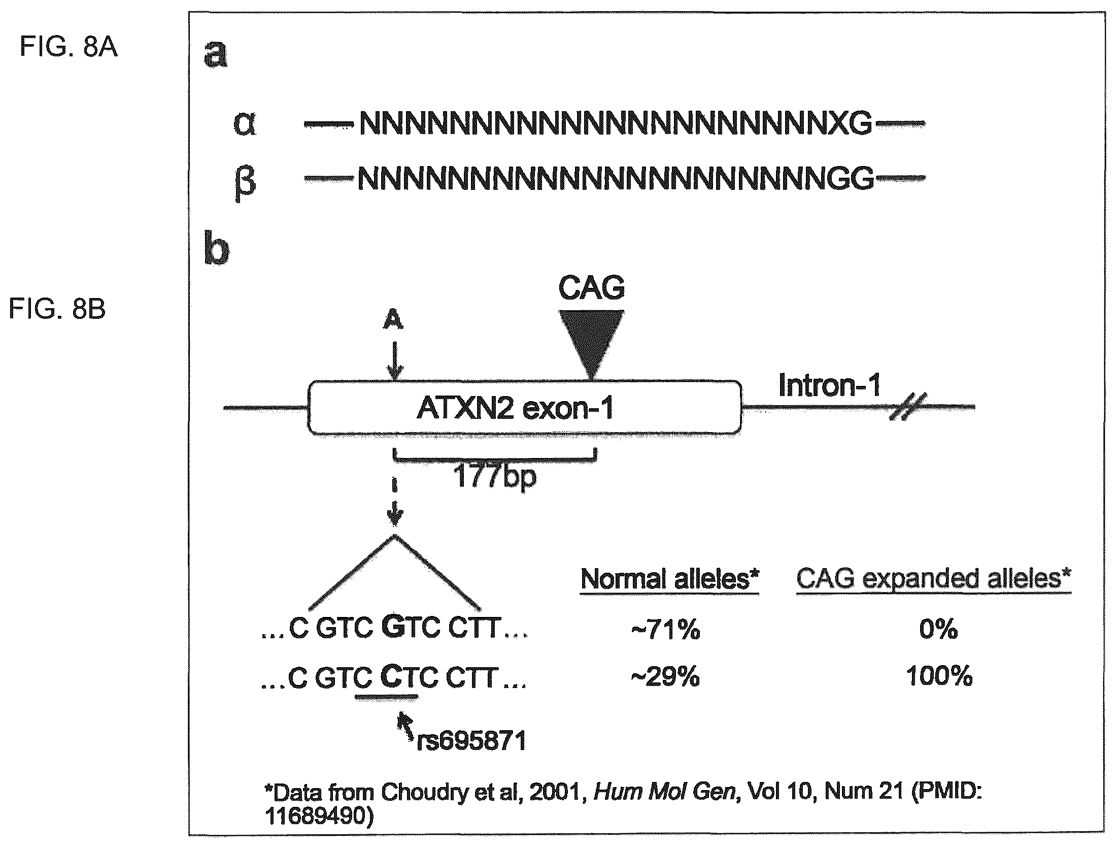 Patent US12410435 Figure 8 – Compositions and methods of use of CRISPR-Cas systems in nucleotide repeat disorders