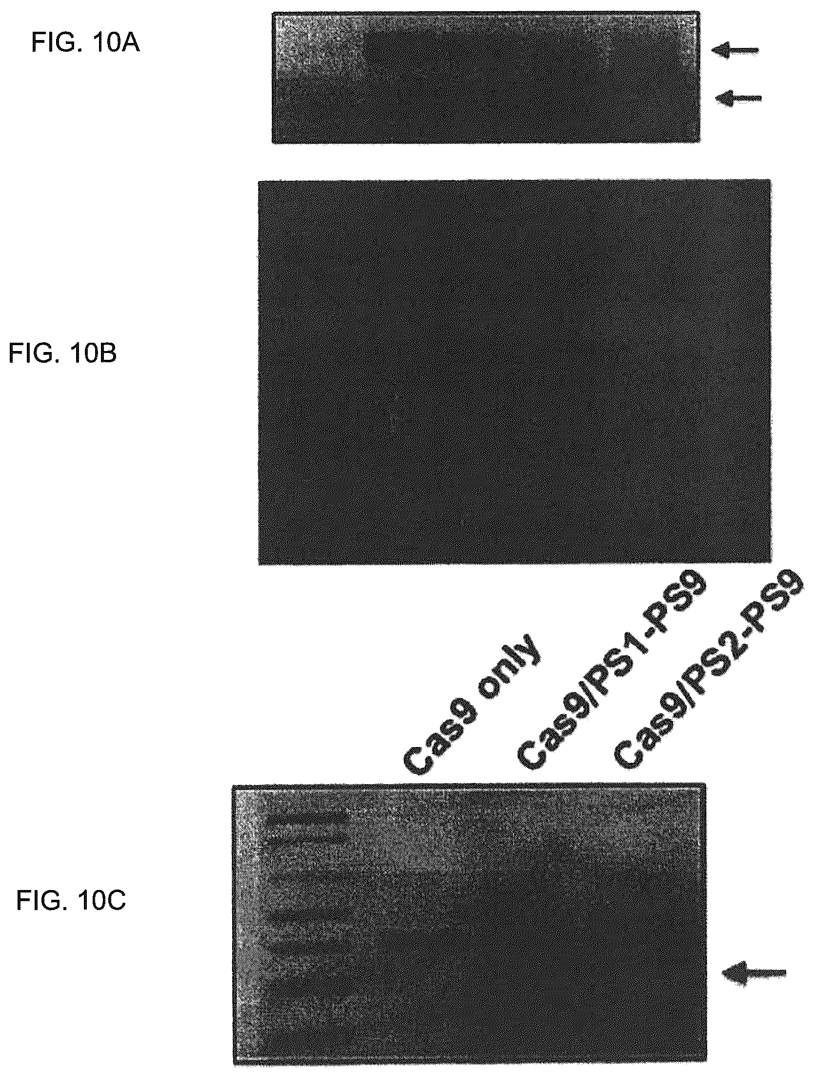 Patent US12410435 Figure 10 – Compositions and methods of use of CRISPR-Cas systems in nucleotide repeat disorders