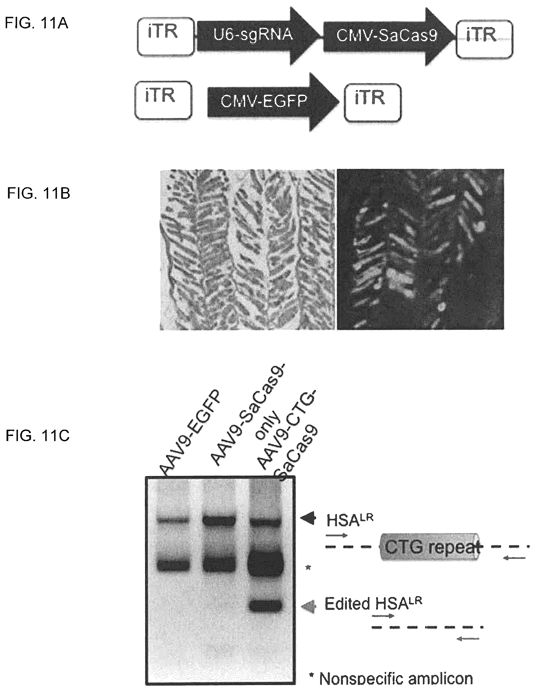 Patent US12410435 Figure 11 – Compositions and methods of use of CRISPR-Cas systems in nucleotide repeat disorders