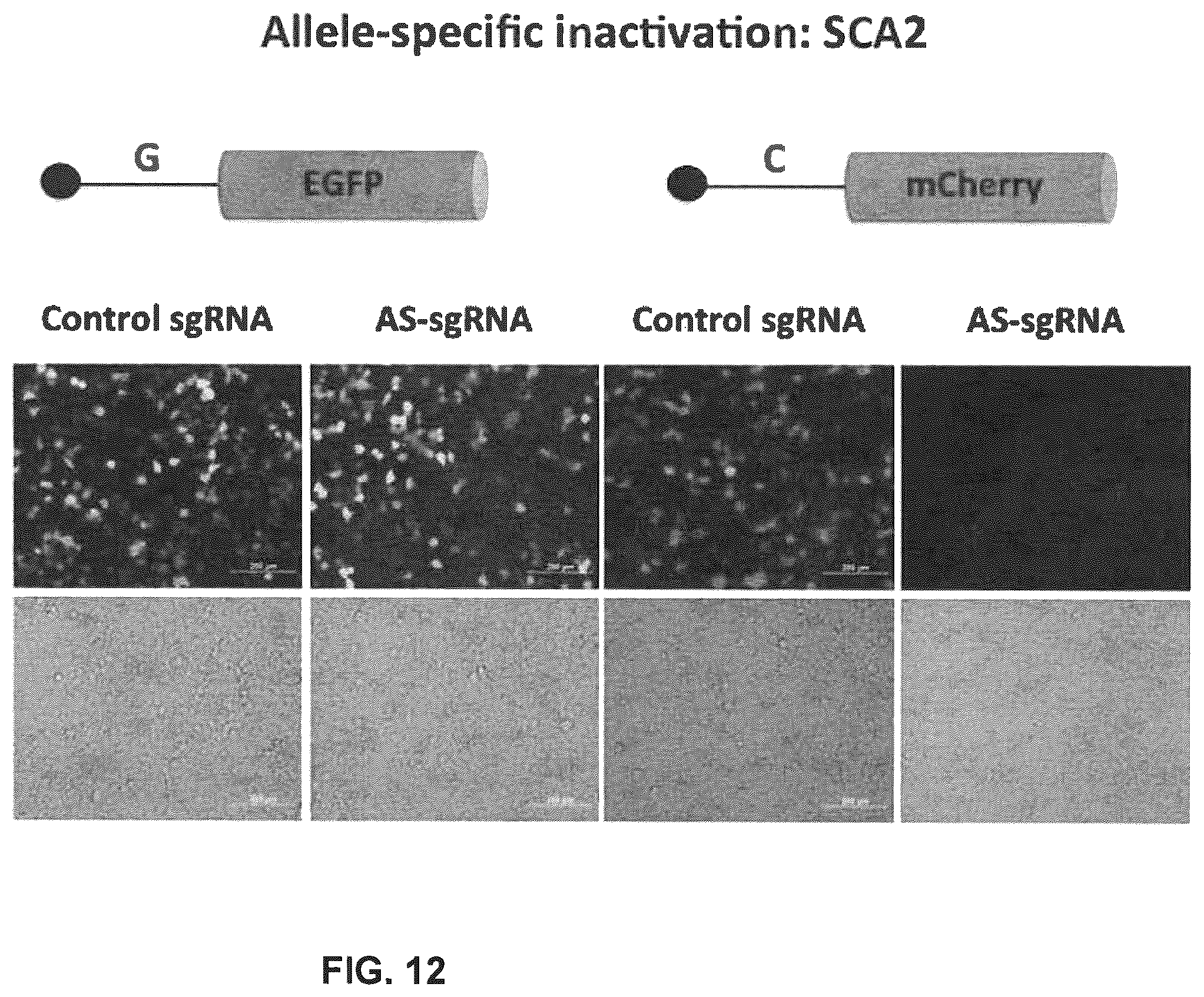 Patent US12410435 Figure 12 – Compositions and methods of use of CRISPR-Cas systems in nucleotide repeat disorders