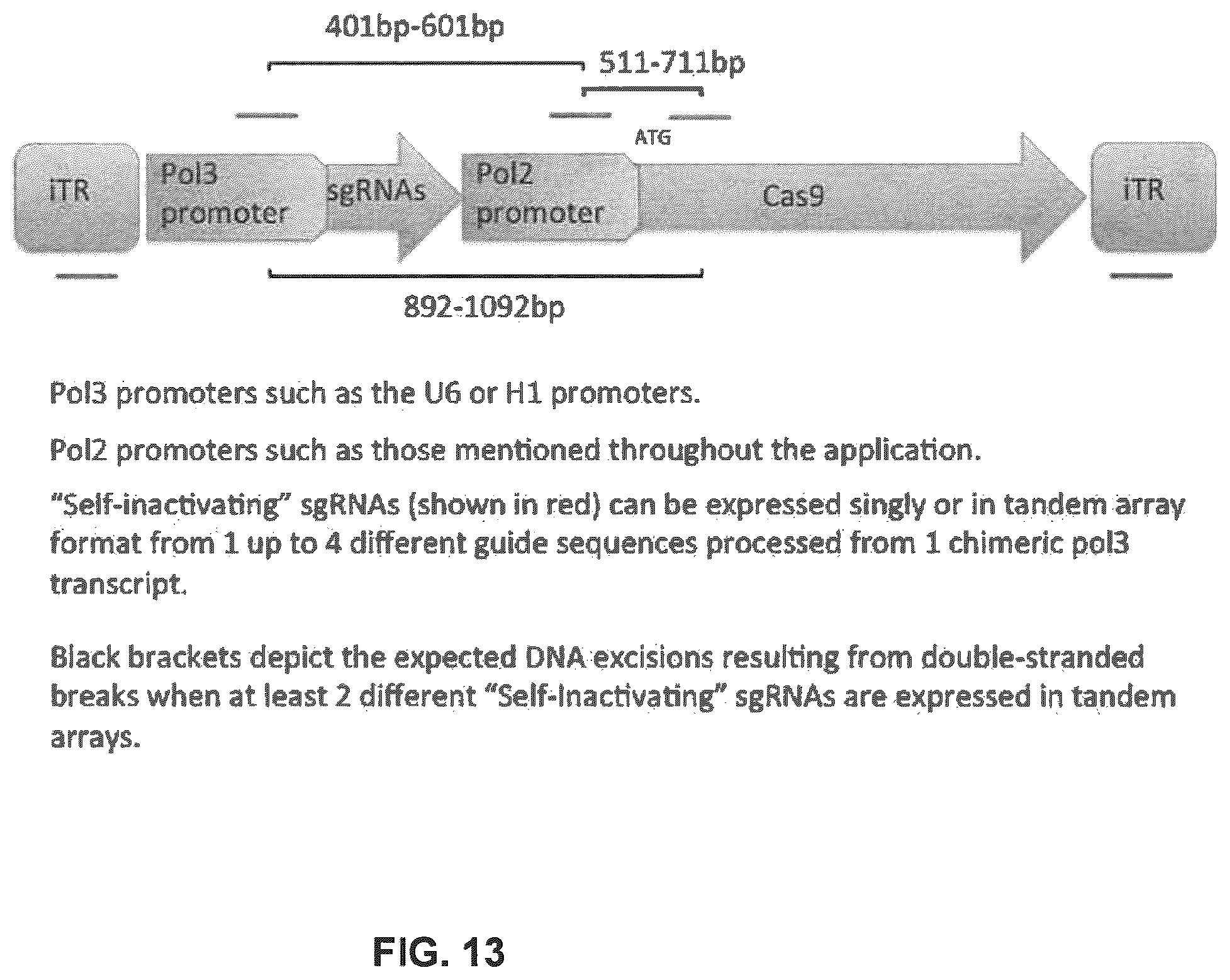 Patent US12410435 Figure 13 – Compositions and methods of use of CRISPR-Cas systems in nucleotide repeat disorders