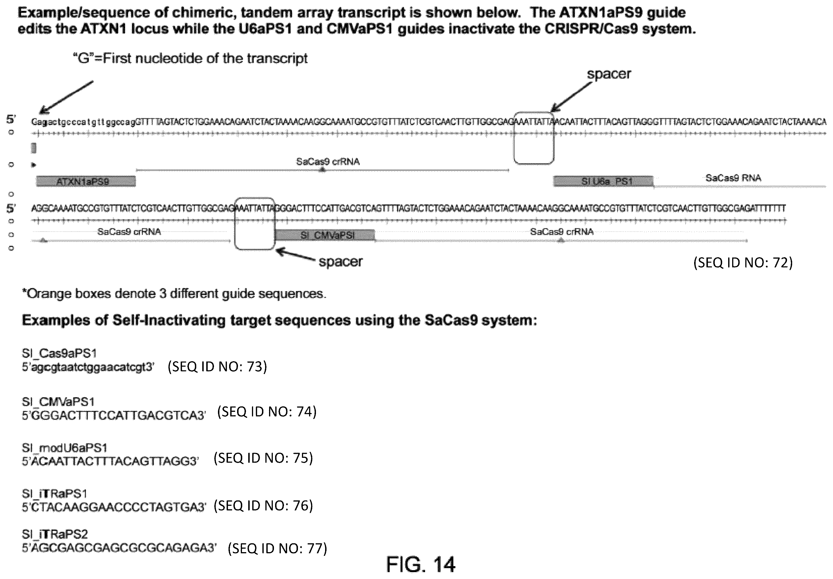 Patent US12410435 Figure 14 – Compositions and methods of use of CRISPR-Cas systems in nucleotide repeat disorders
