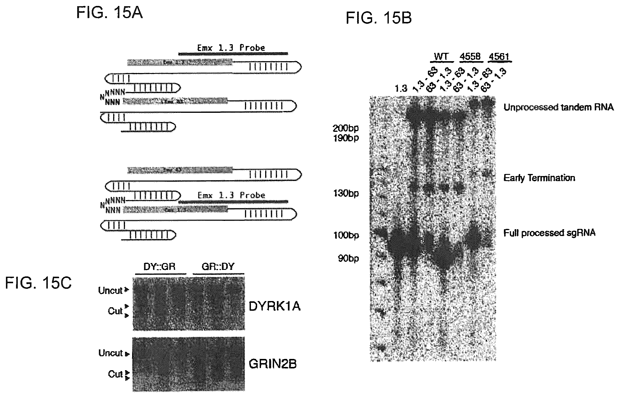 Patent US12410435 Figure 15 – Compositions and methods of use of CRISPR-Cas systems in nucleotide repeat disorders