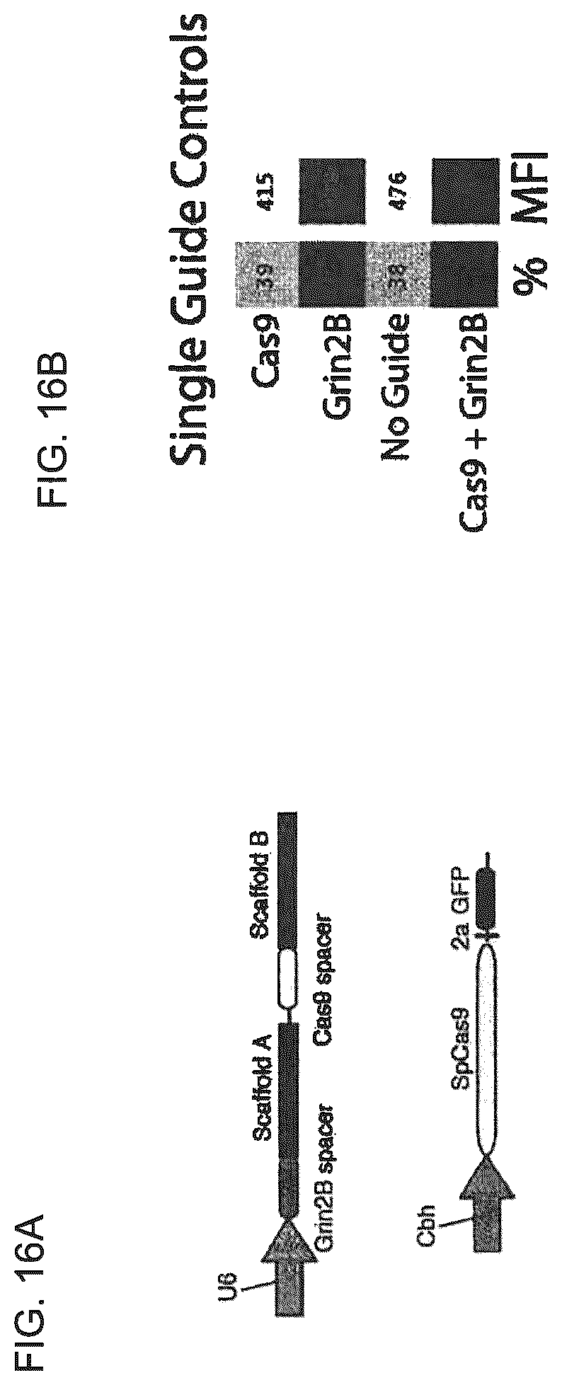 Patent US12410435 Figure 16 – Compositions and methods of use of CRISPR-Cas systems in nucleotide repeat disorders