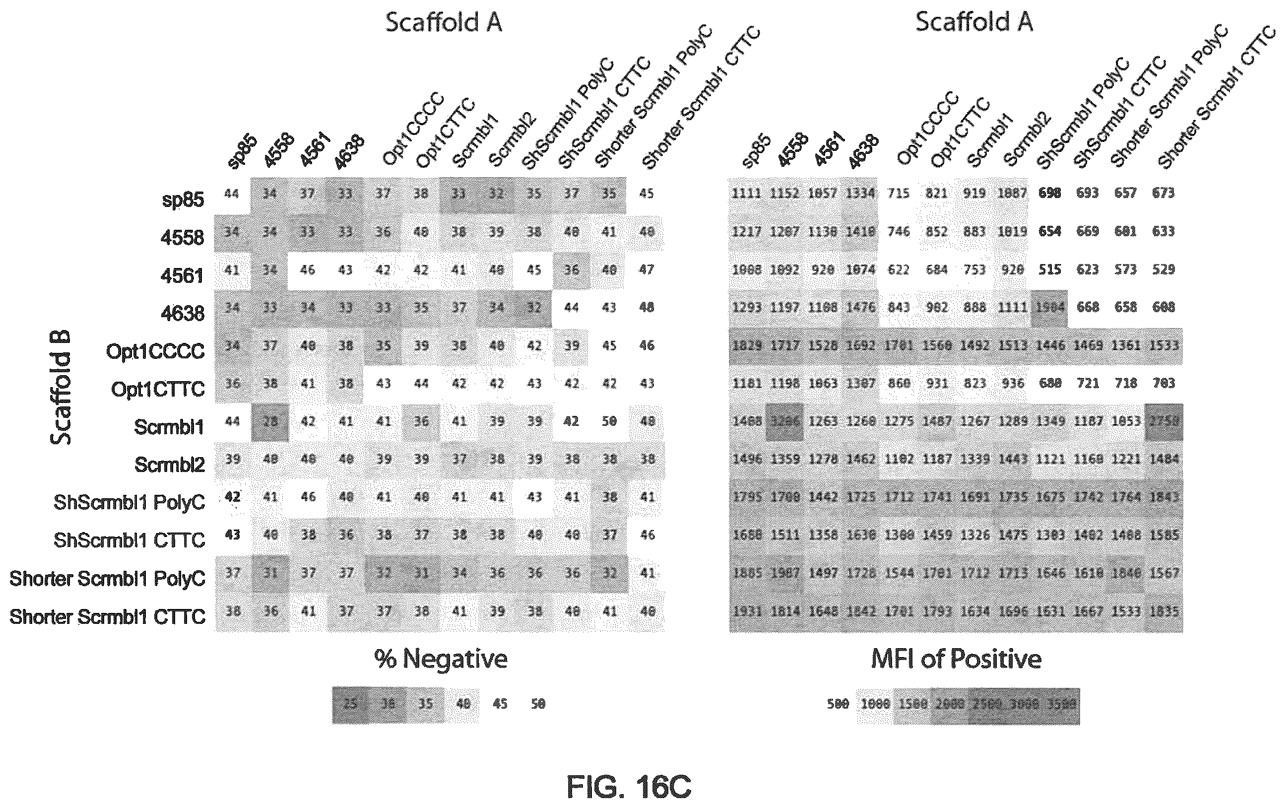 Patent US12410435 Figure 17 – Compositions and methods of use of CRISPR-Cas systems in nucleotide repeat disorders