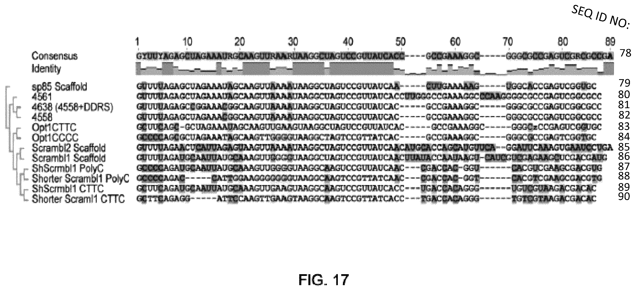 Patent US12410435 Figure 18 – Compositions and methods of use of CRISPR-Cas systems in nucleotide repeat disorders