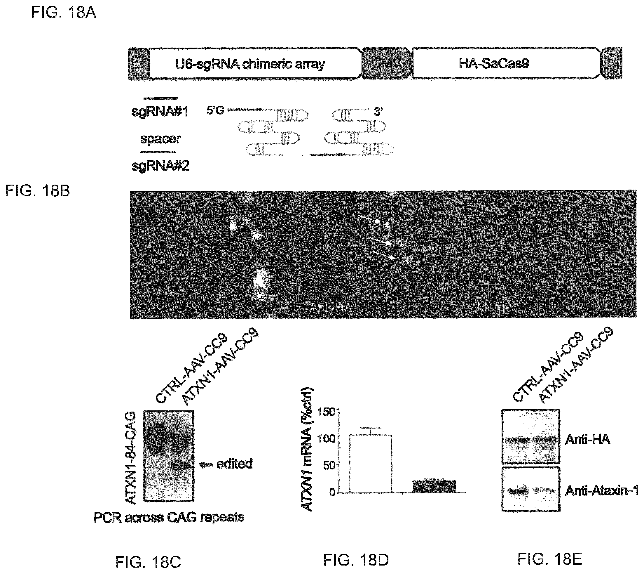 Patent US12410435 Figure 19 – Compositions and methods of use of CRISPR-Cas systems in nucleotide repeat disorders