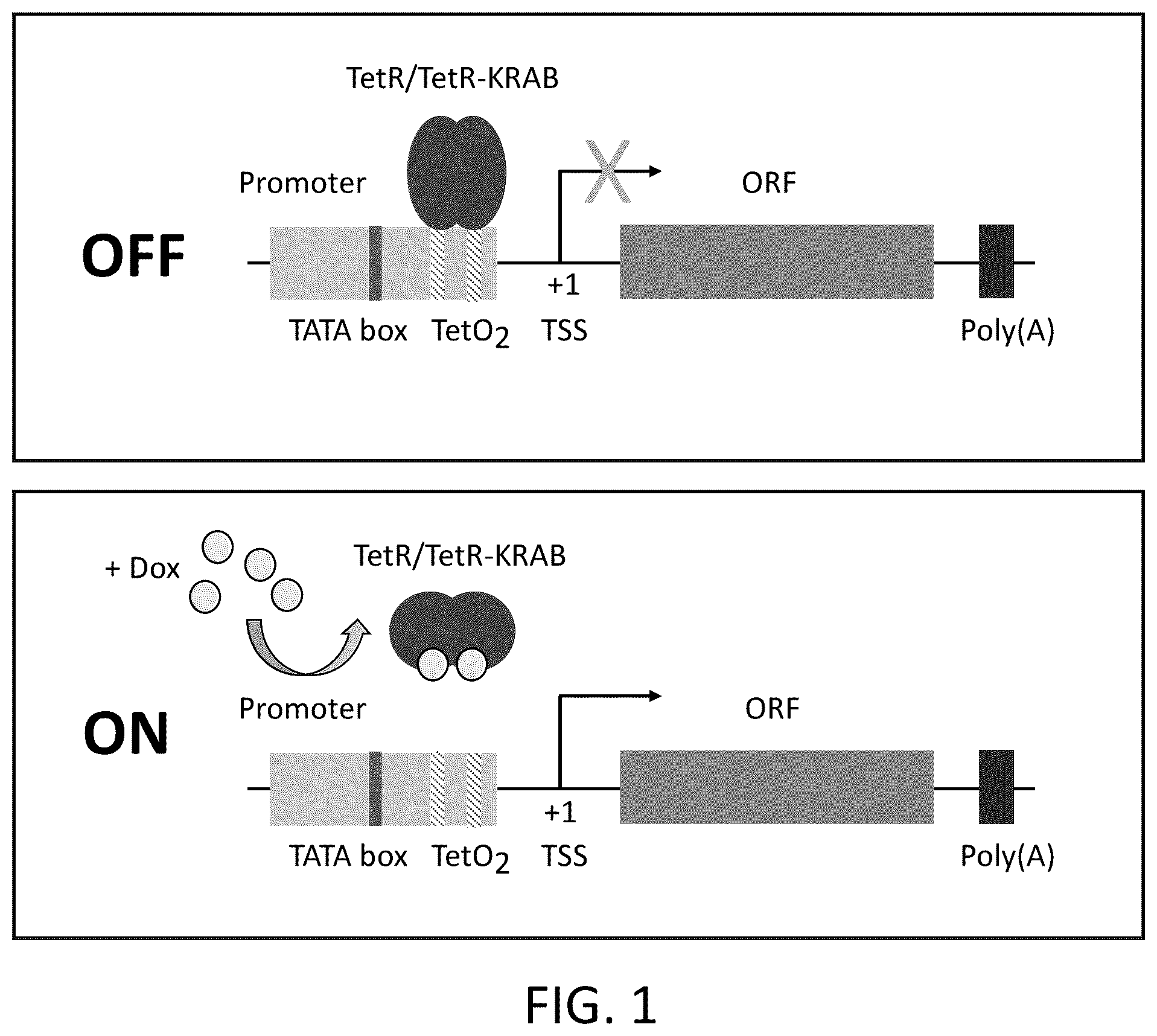 Patent US12410436 Figure 1 – Adeno-associated virus (AAV) producer cell lines