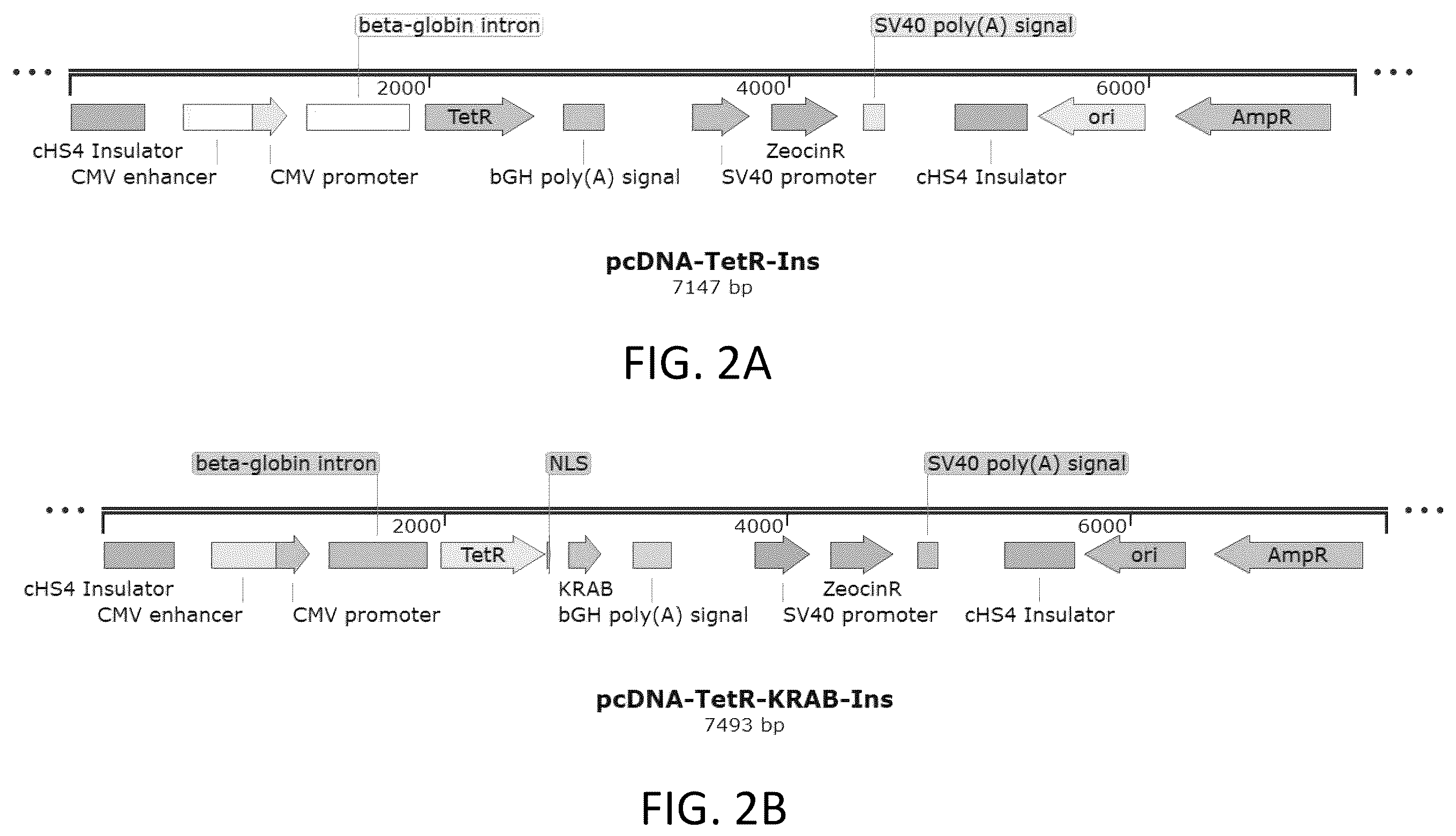 Patent US12410436 Figure 2 – Adeno-associated virus (AAV) producer cell lines