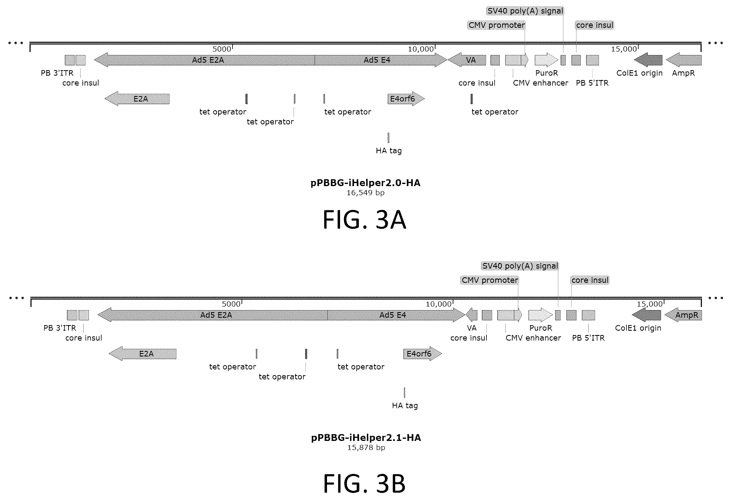 Patent US12410436 Figure 3 – Adeno-associated virus (AAV) producer cell lines