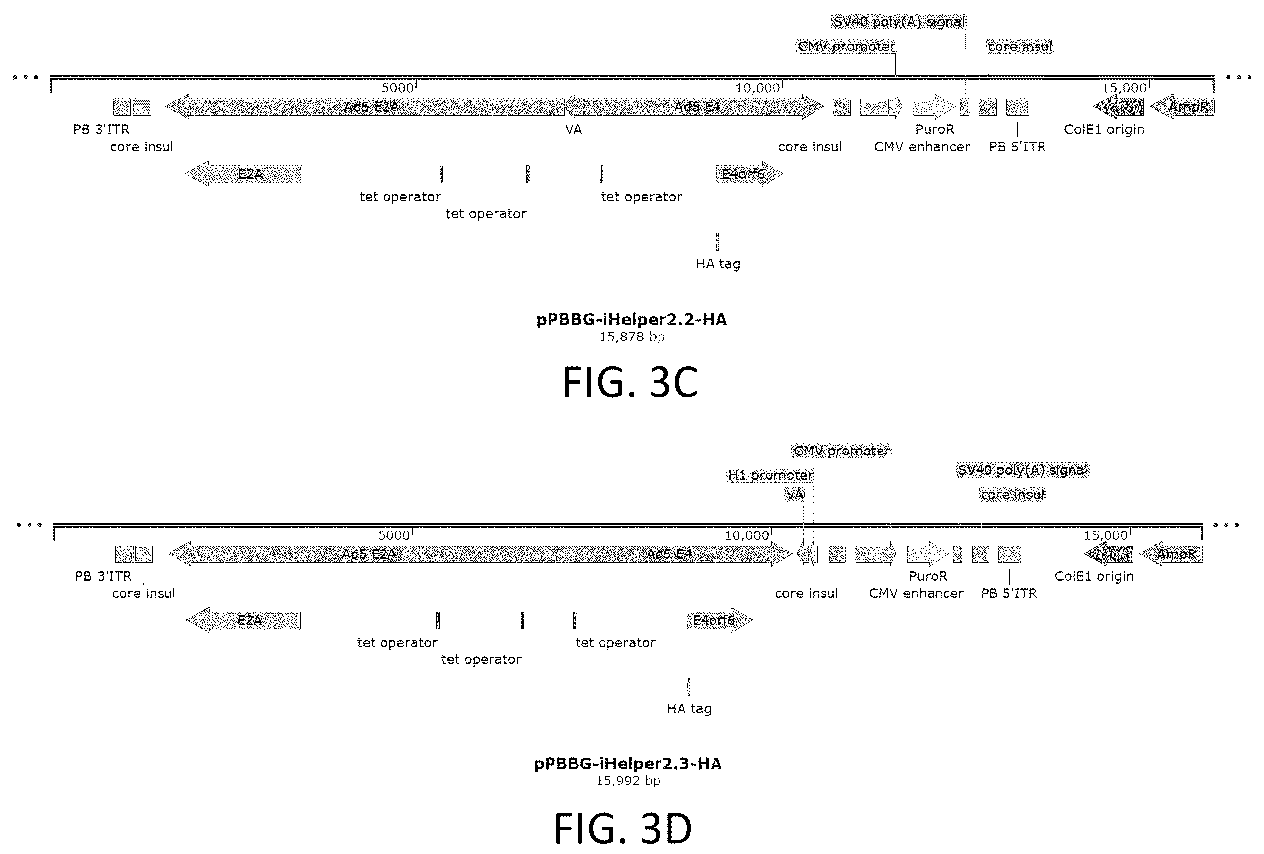 Patent US12410436 Figure 4 – Adeno-associated virus (AAV) producer cell lines