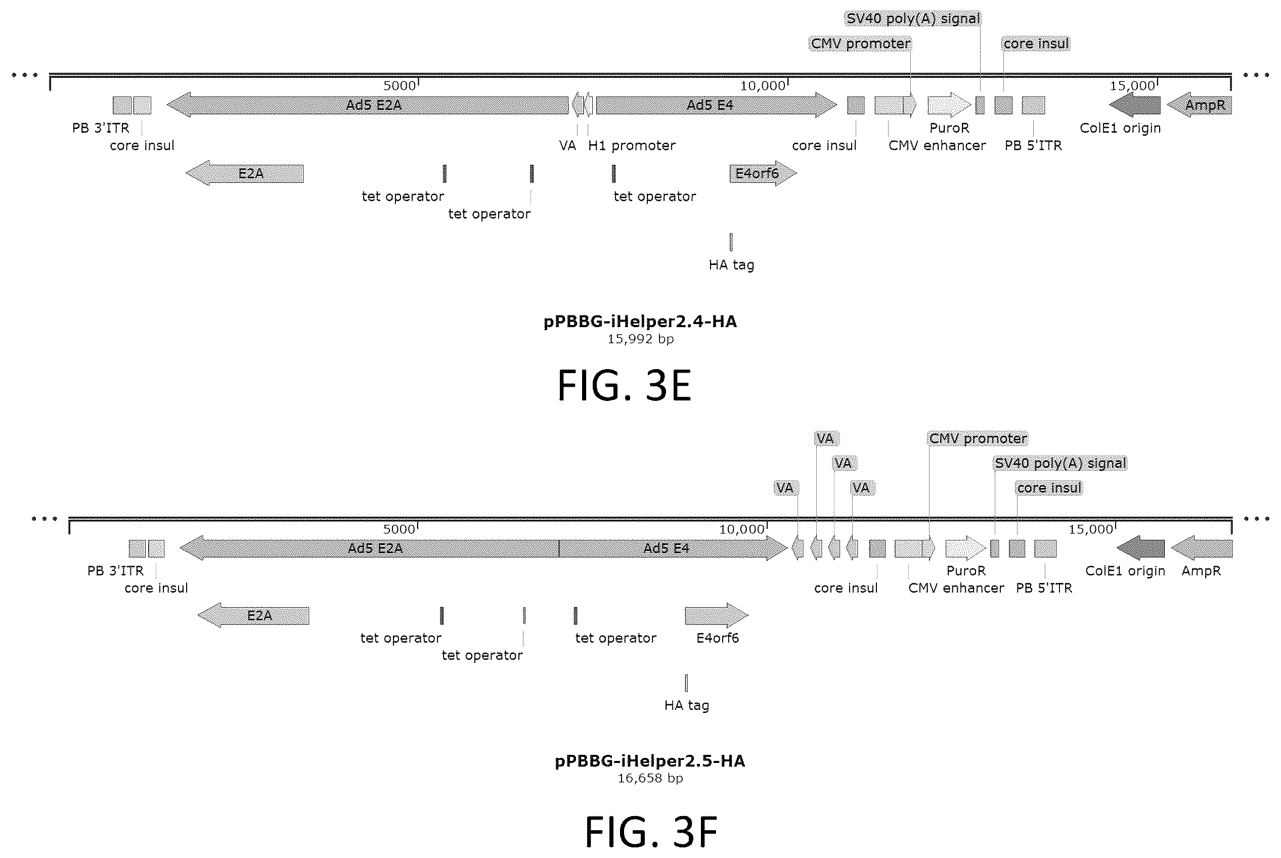 Patent US12410436 Figure 5 – Adeno-associated virus (AAV) producer cell lines