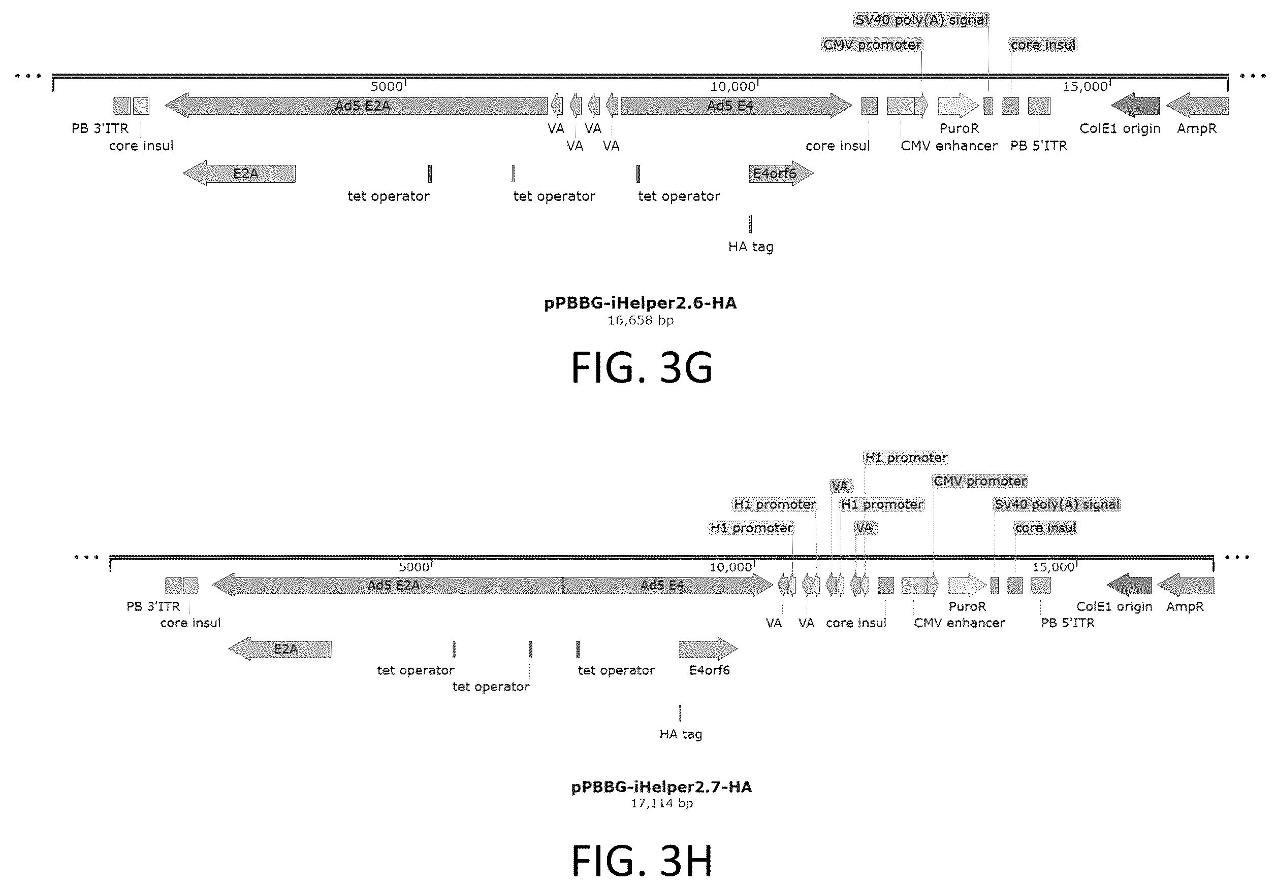Patent US12410436 Figure 6 – Adeno-associated virus (AAV) producer cell lines