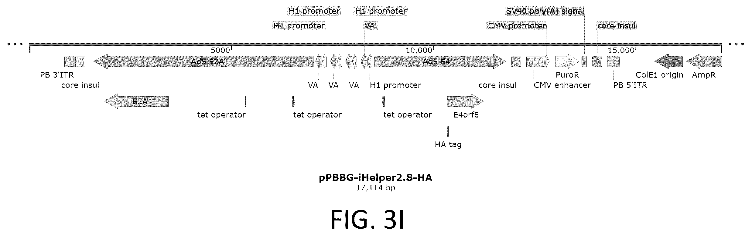Patent US12410436 Figure 7 – Adeno-associated virus (AAV) producer cell lines