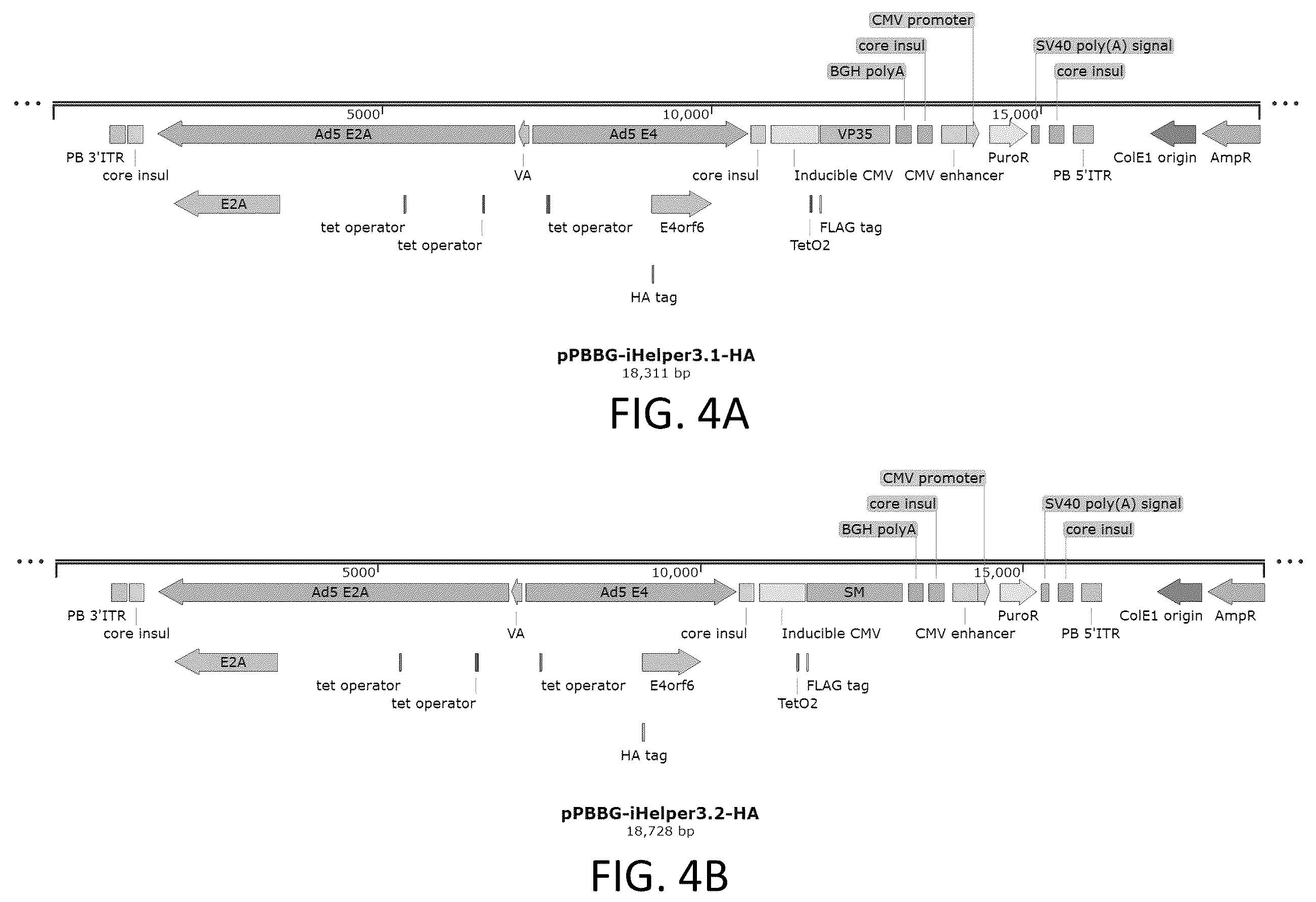 Patent US12410436 Figure 8 – Adeno-associated virus (AAV) producer cell lines