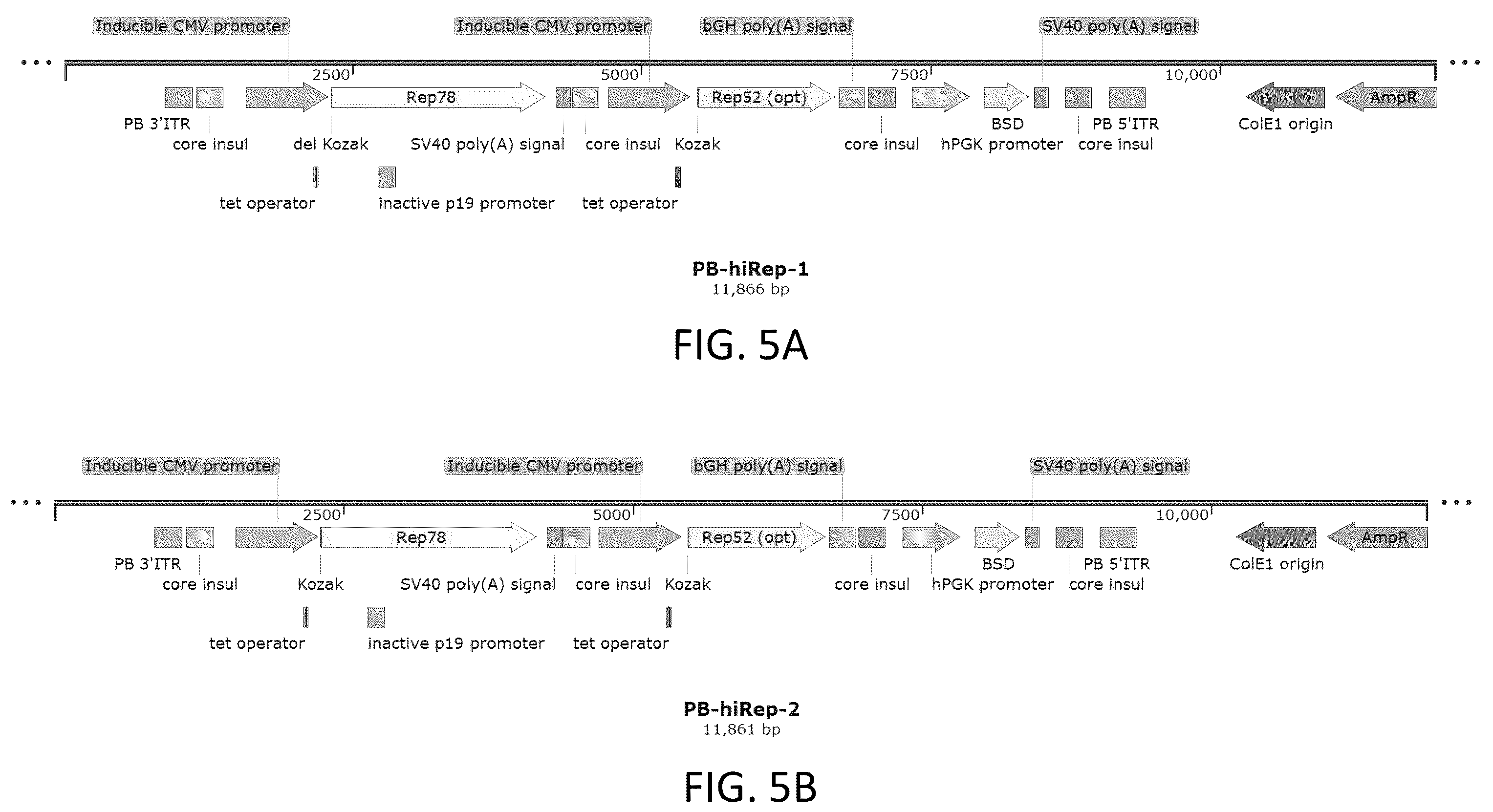 Patent US12410436 Figure 9 – Adeno-associated virus (AAV) producer cell lines