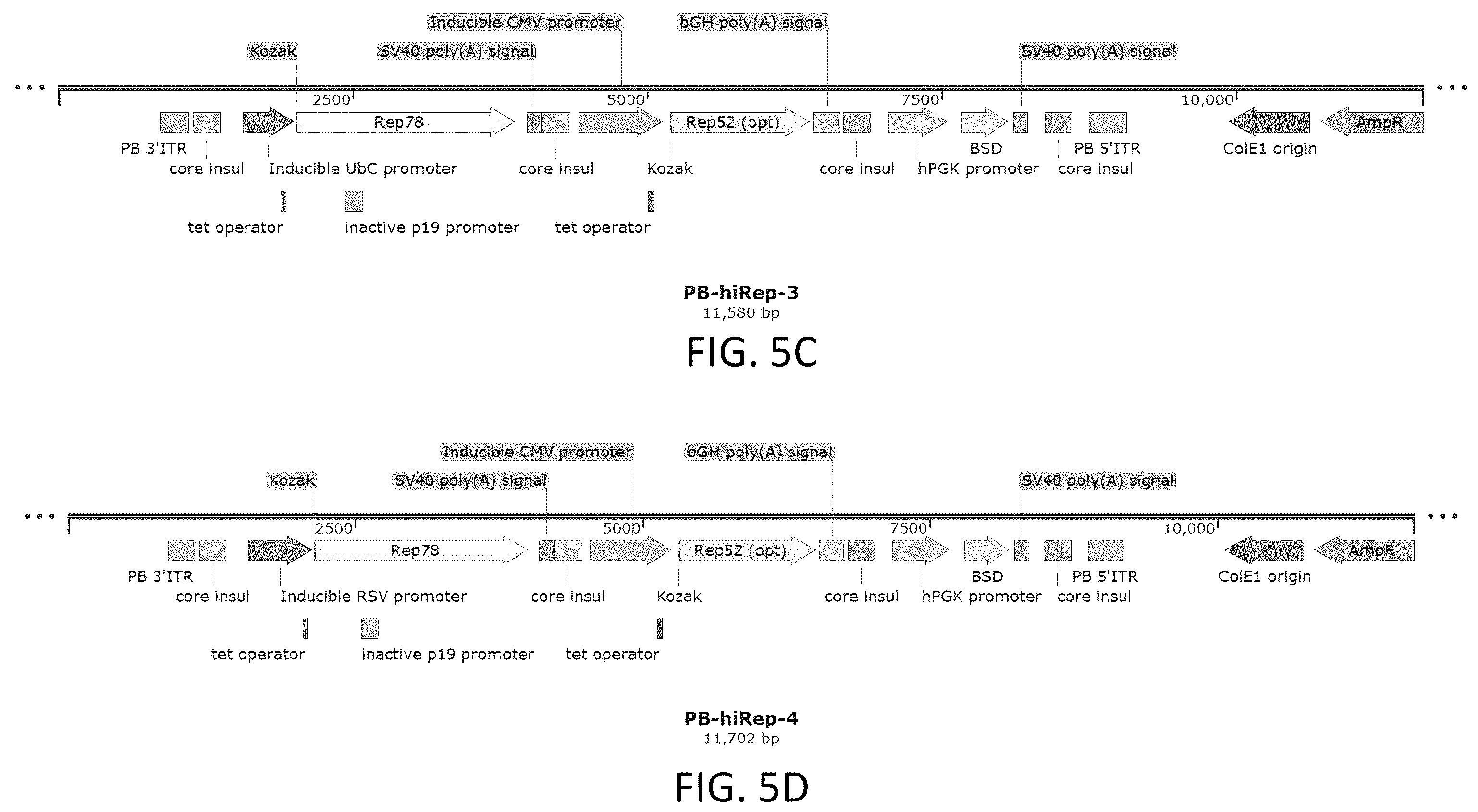 Patent US12410436 Figure 10 – Adeno-associated virus (AAV) producer cell lines