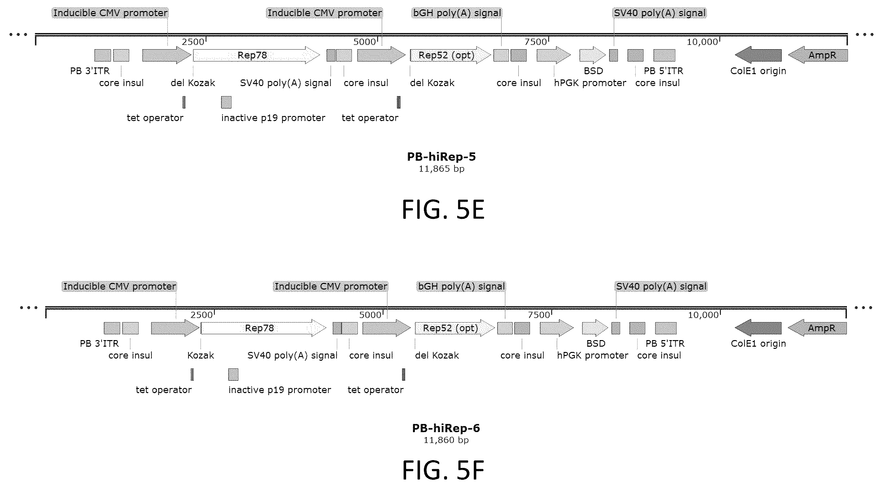 Patent US12410436 Figure 11 – Adeno-associated virus (AAV) producer cell lines