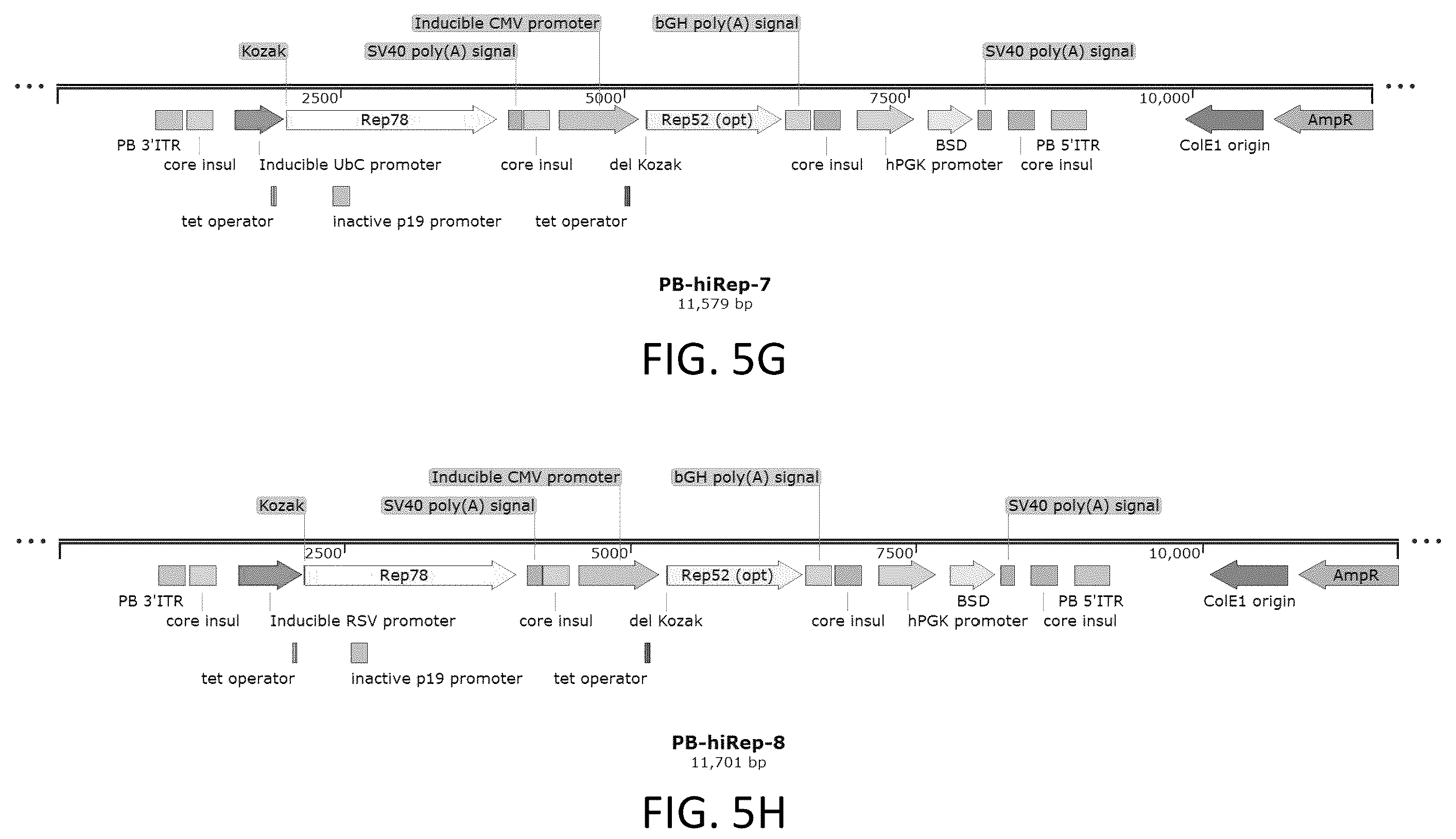 Patent US12410436 Figure 12 – Adeno-associated virus (AAV) producer cell lines