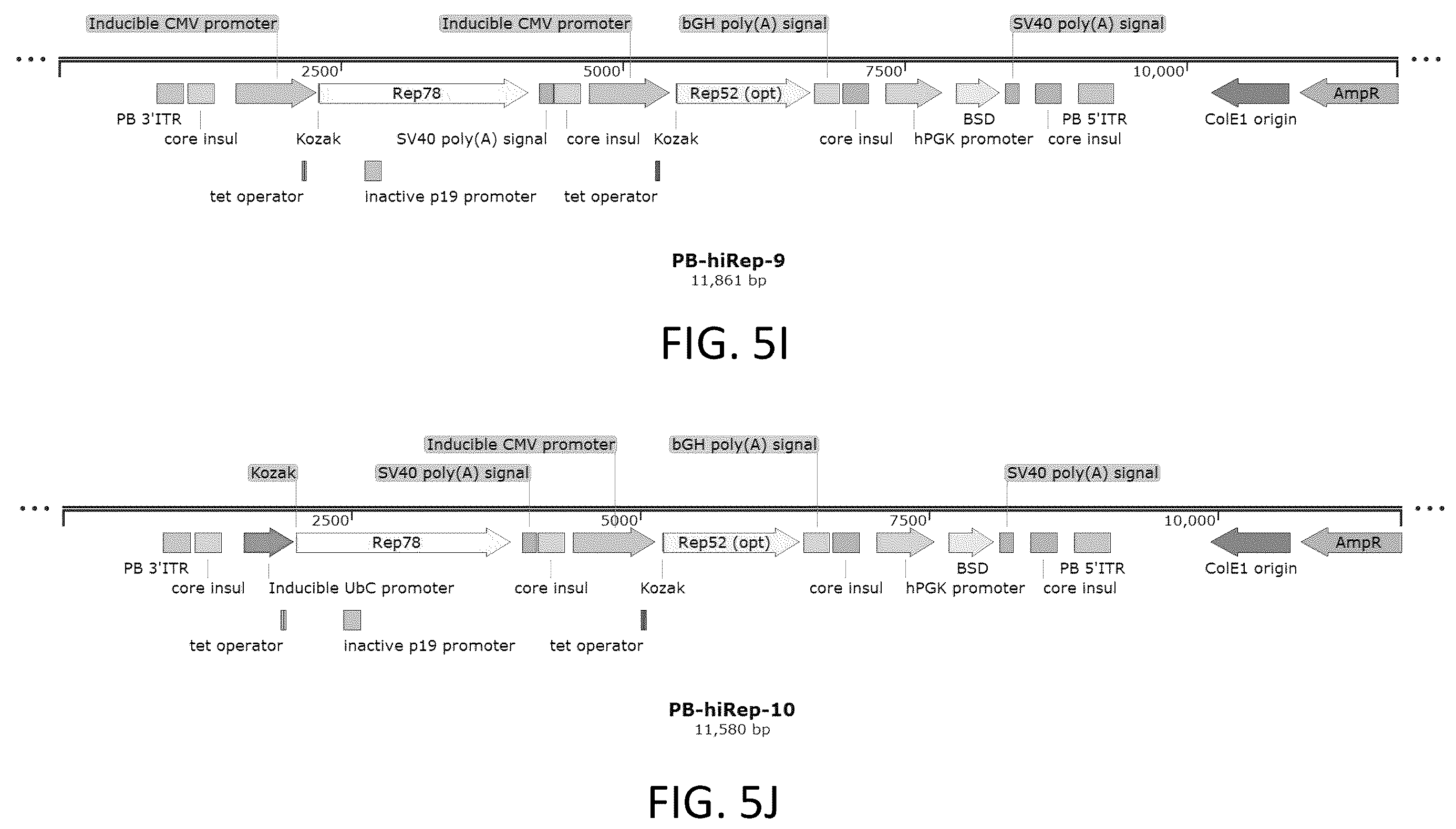 Patent US12410436 Figure 13 – Adeno-associated virus (AAV) producer cell lines