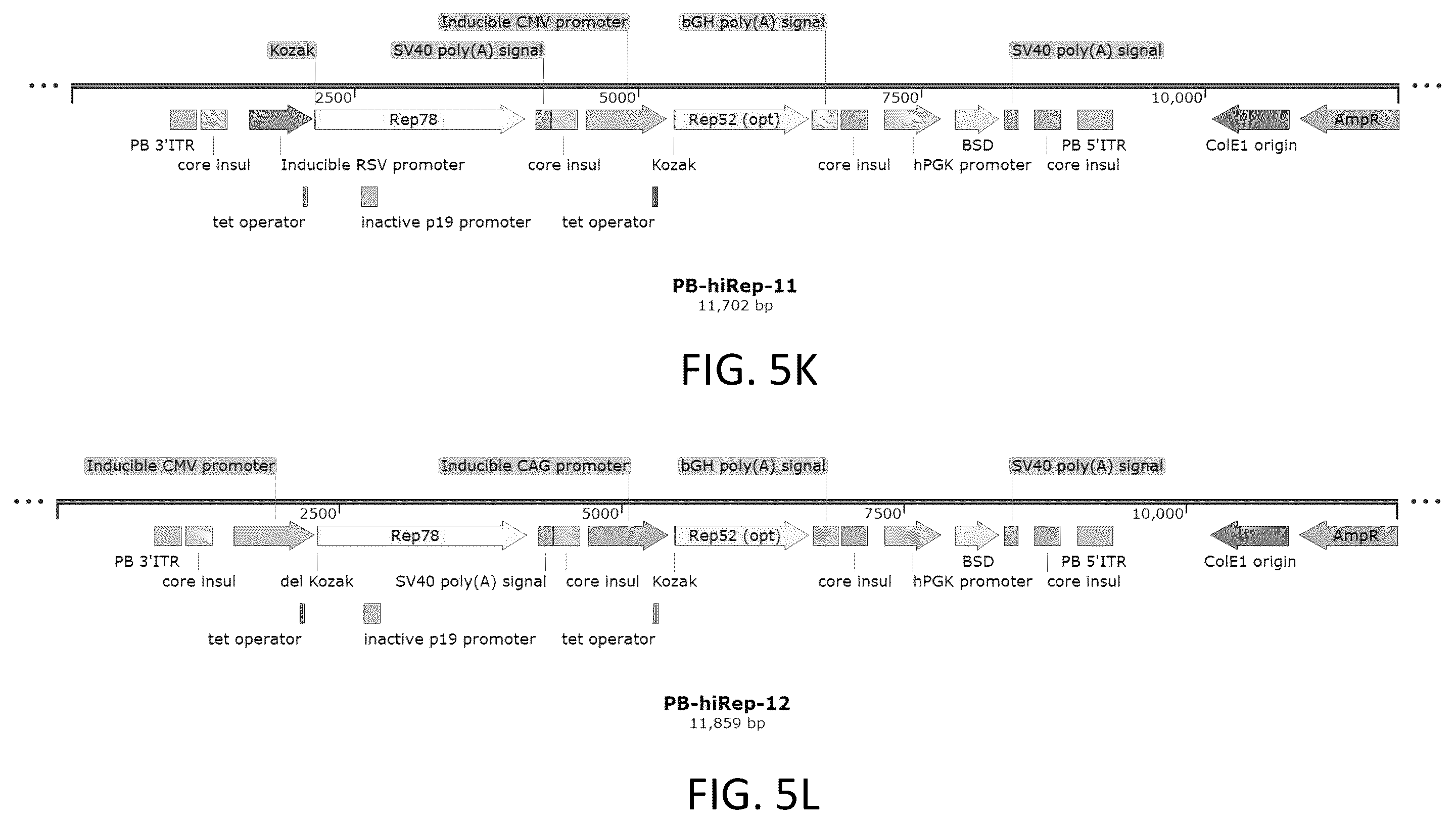 Patent US12410436 Figure 14 – Adeno-associated virus (AAV) producer cell lines