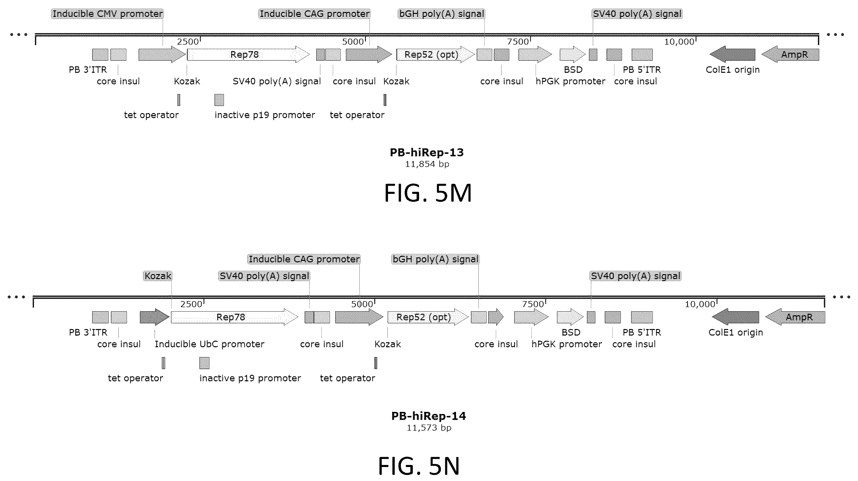 Patent US12410436 Figure 15 – Adeno-associated virus (AAV) producer cell lines
