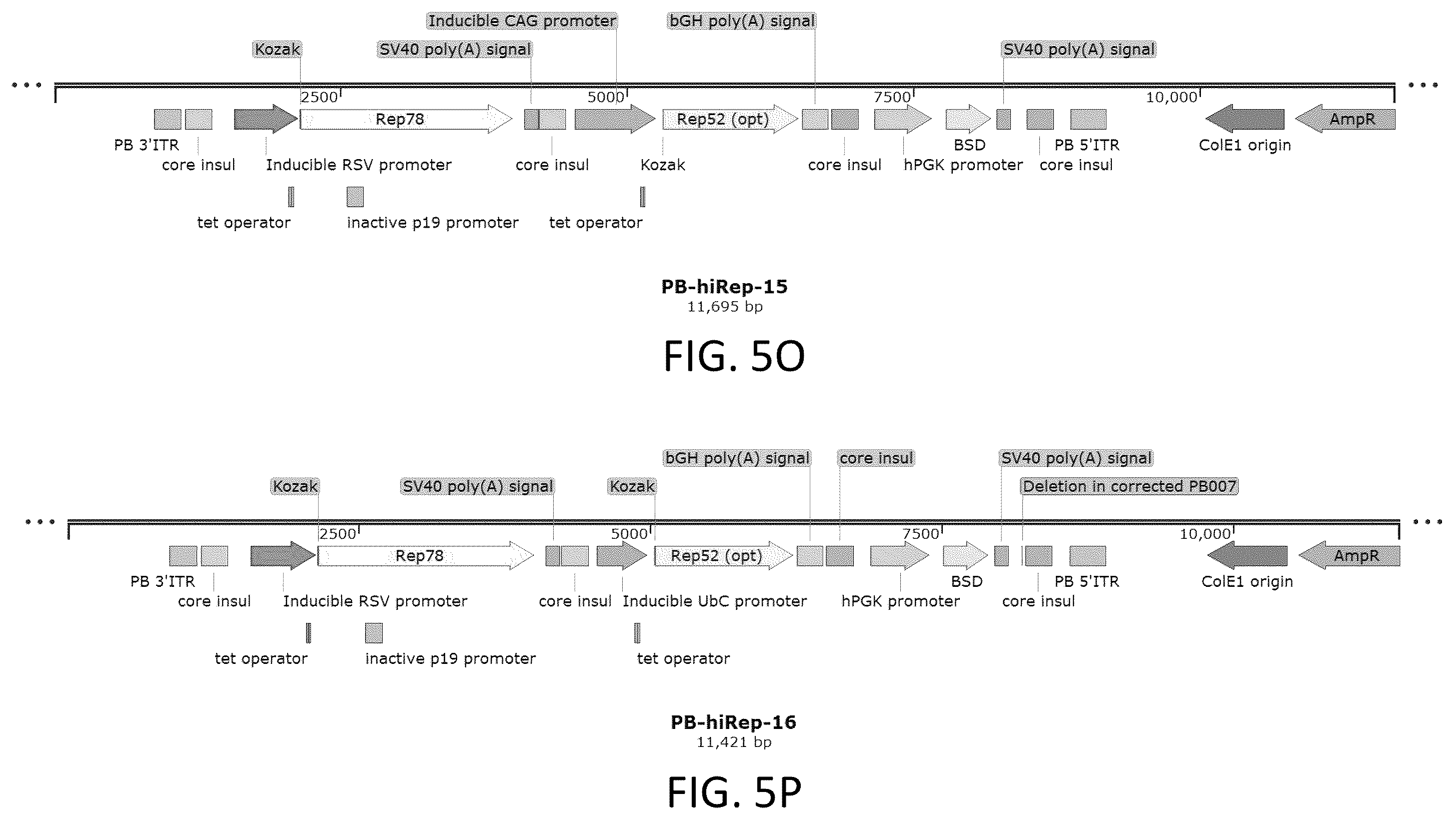Patent US12410436 Figure 16 – Adeno-associated virus (AAV) producer cell lines