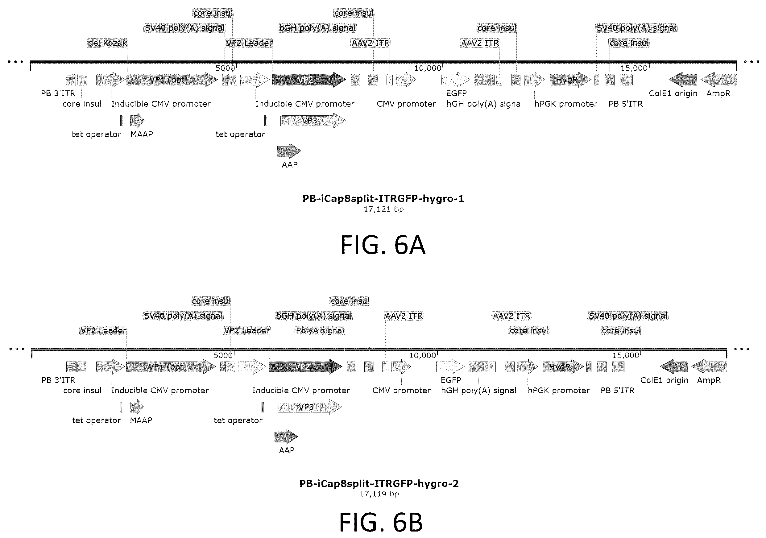 Patent US12410436 Figure 17 – Adeno-associated virus (AAV) producer cell lines
