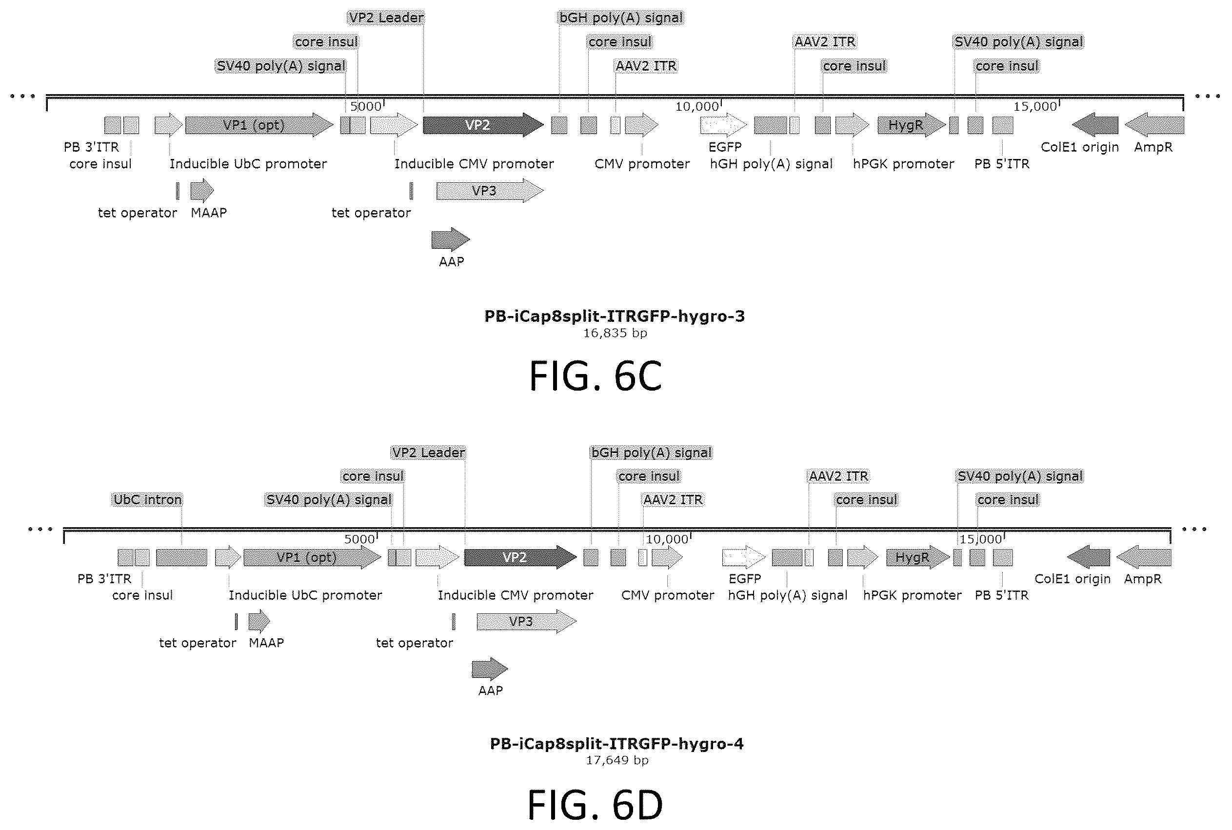 Patent US12410436 Figure 18 – Adeno-associated virus (AAV) producer cell lines