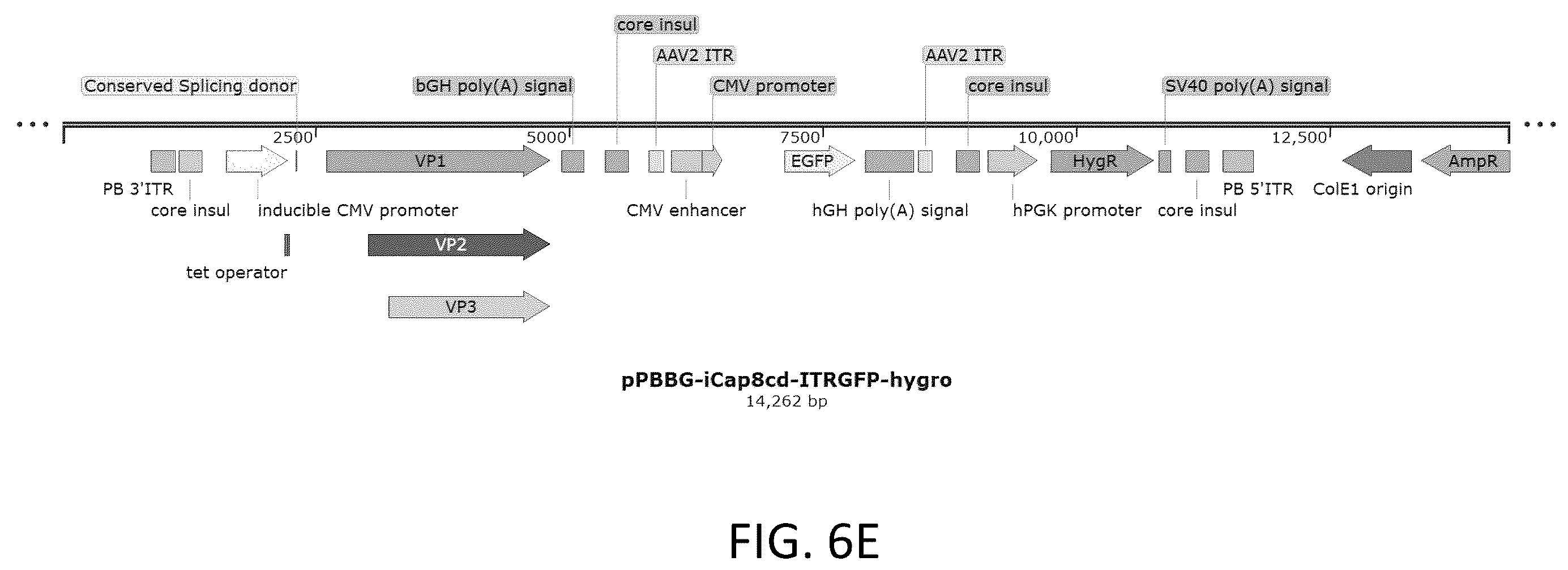 Patent US12410436 Figure 19 – Adeno-associated virus (AAV) producer cell lines