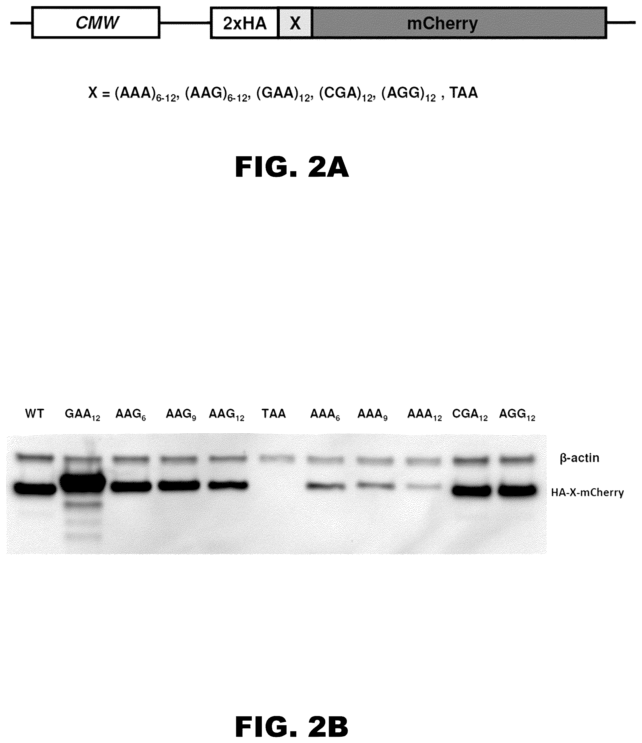 Patent US12410437 Figure 2 – Incorporation of internal polya-encoded poly-lysine sequence tags and their variations for the tunable control of protein synthesis in bacterial and eukaryotic cells