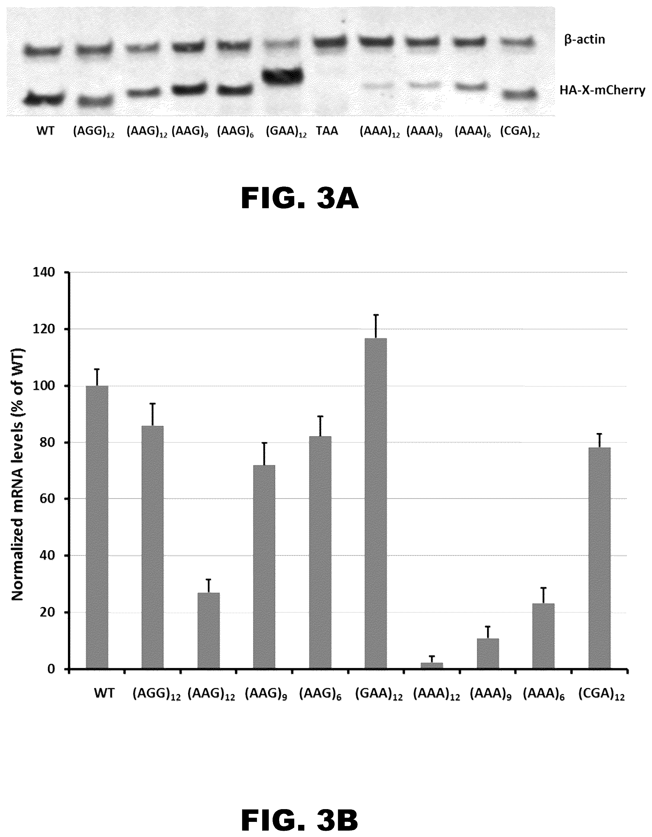 Patent US12410437 Figure 4 – Incorporation of internal polya-encoded poly-lysine sequence tags and their variations for the tunable control of protein synthesis in bacterial and eukaryotic cells