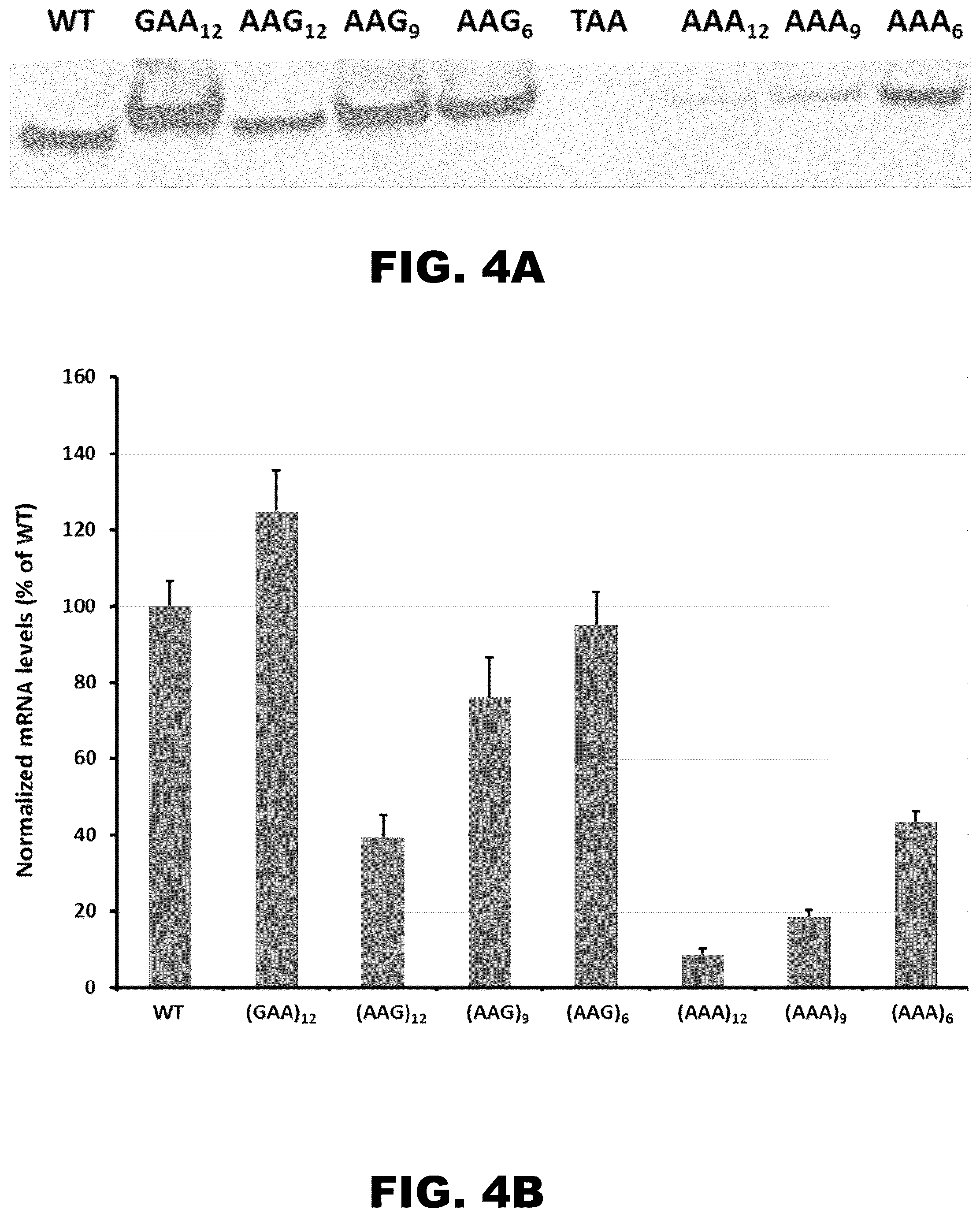 Patent US12410437 Figure 5 – Incorporation of internal polya-encoded poly-lysine sequence tags and their variations for the tunable control of protein synthesis in bacterial and eukaryotic cells