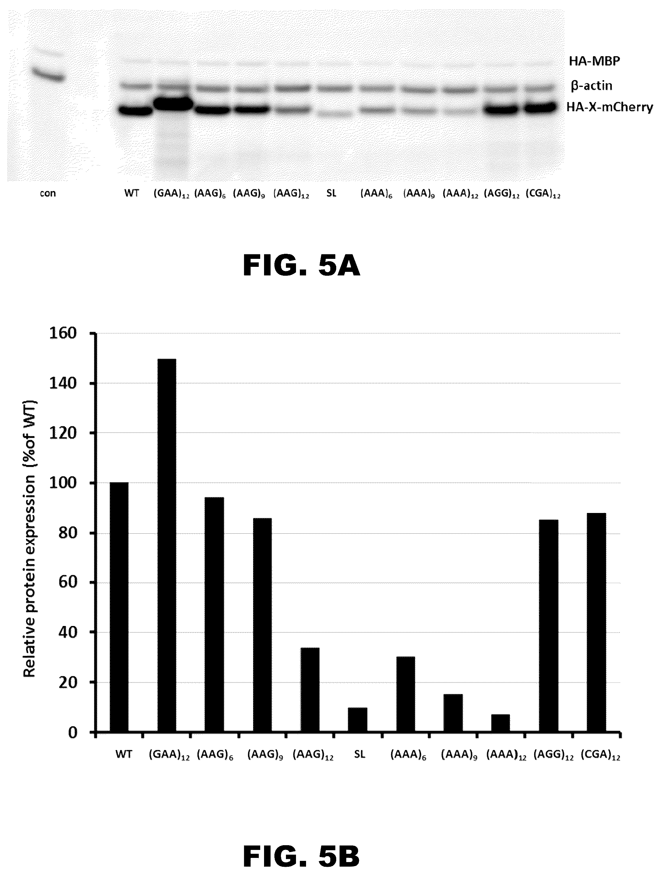 Patent US12410437 Figure 6 – Incorporation of internal polya-encoded poly-lysine sequence tags and their variations for the tunable control of protein synthesis in bacterial and eukaryotic cells